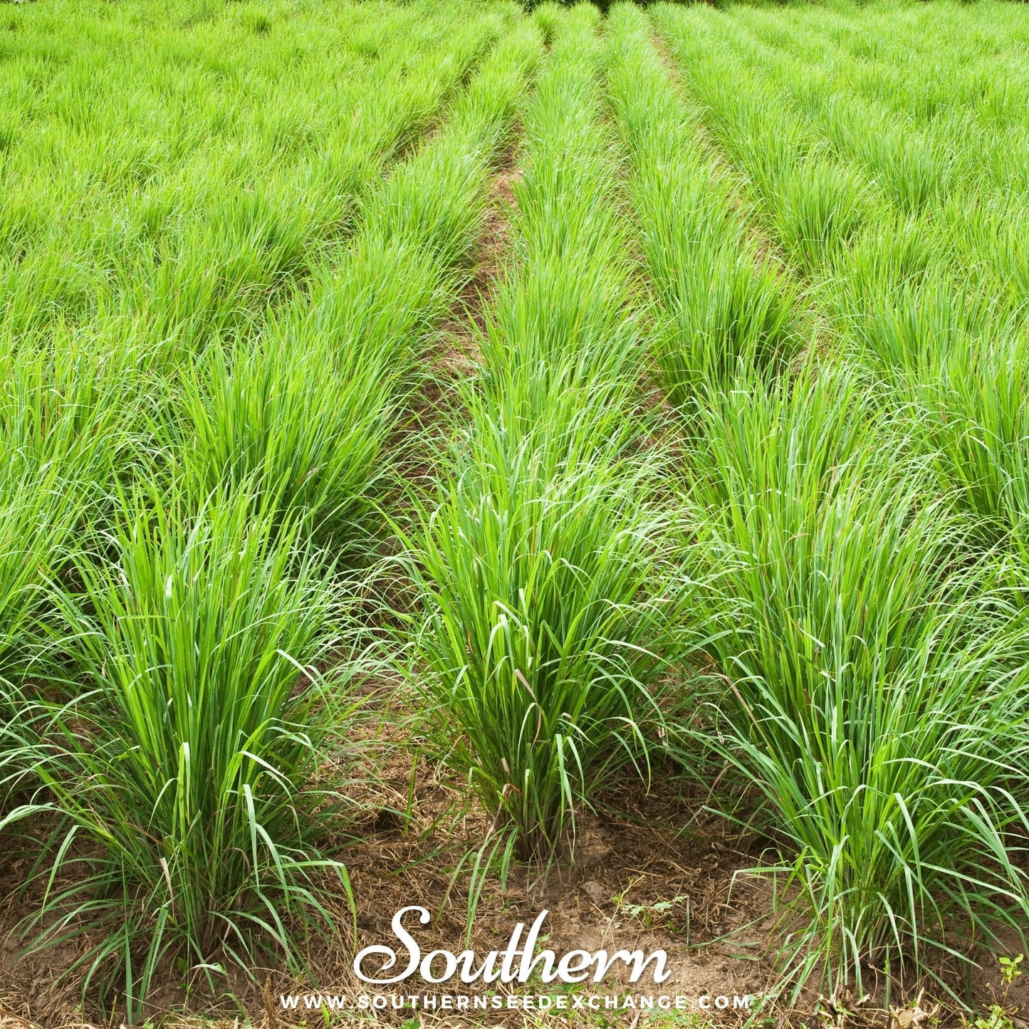 Lemon Grass ā 100 Seeds