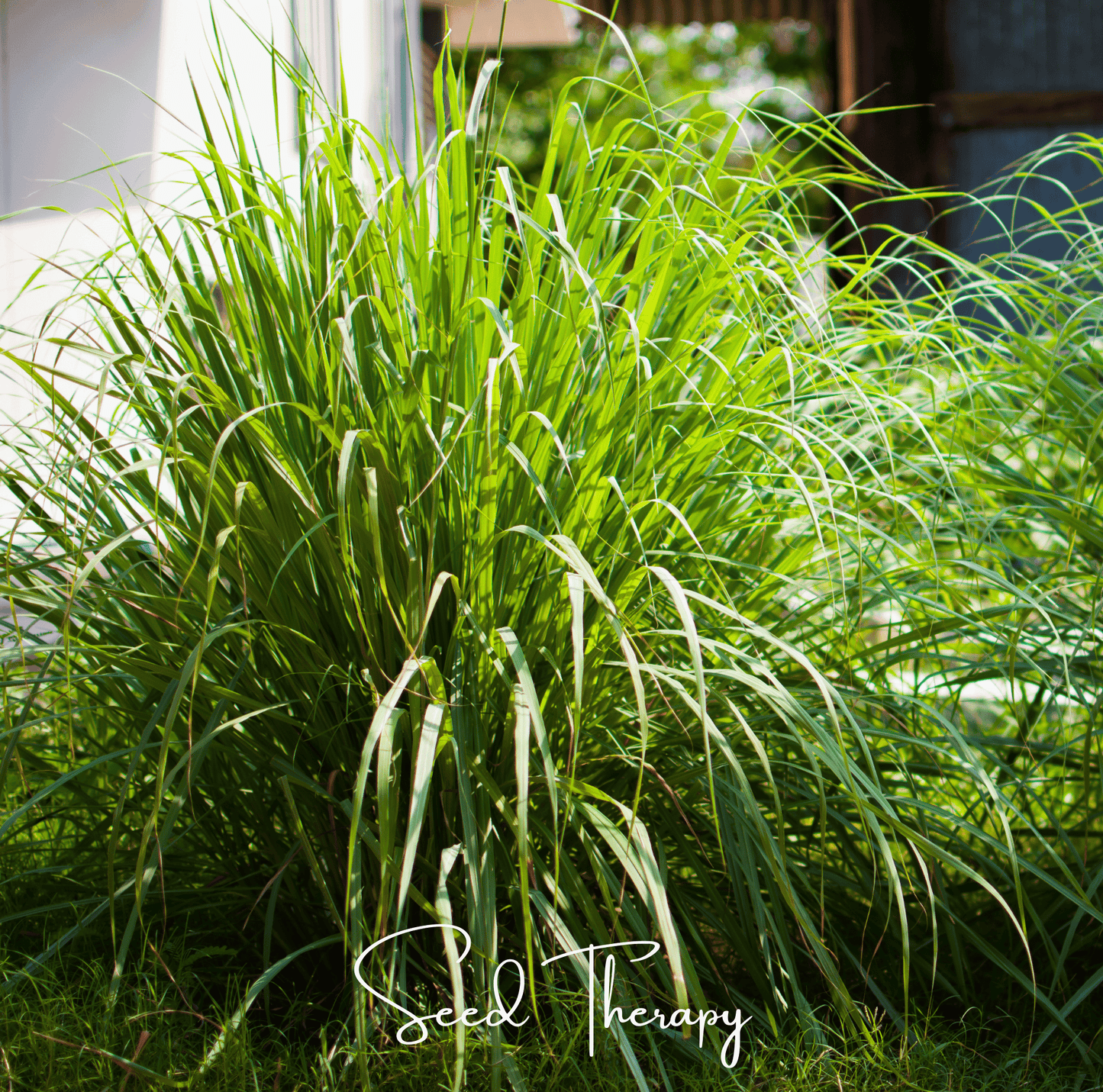 Lemon Grass ā 100 Seeds
