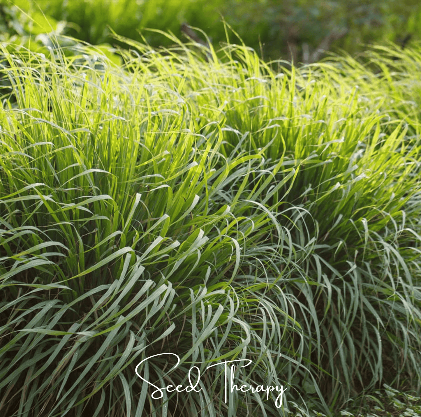 Lemon Grass ā 100 Seeds