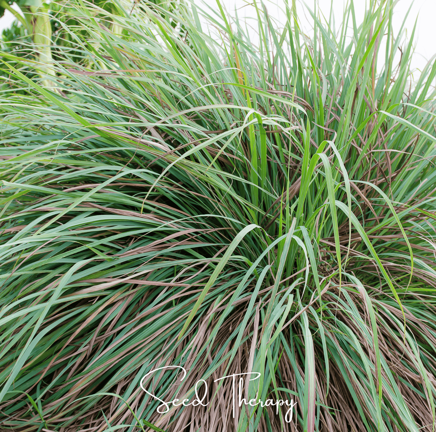 Lemon Grass ā 100 Seeds