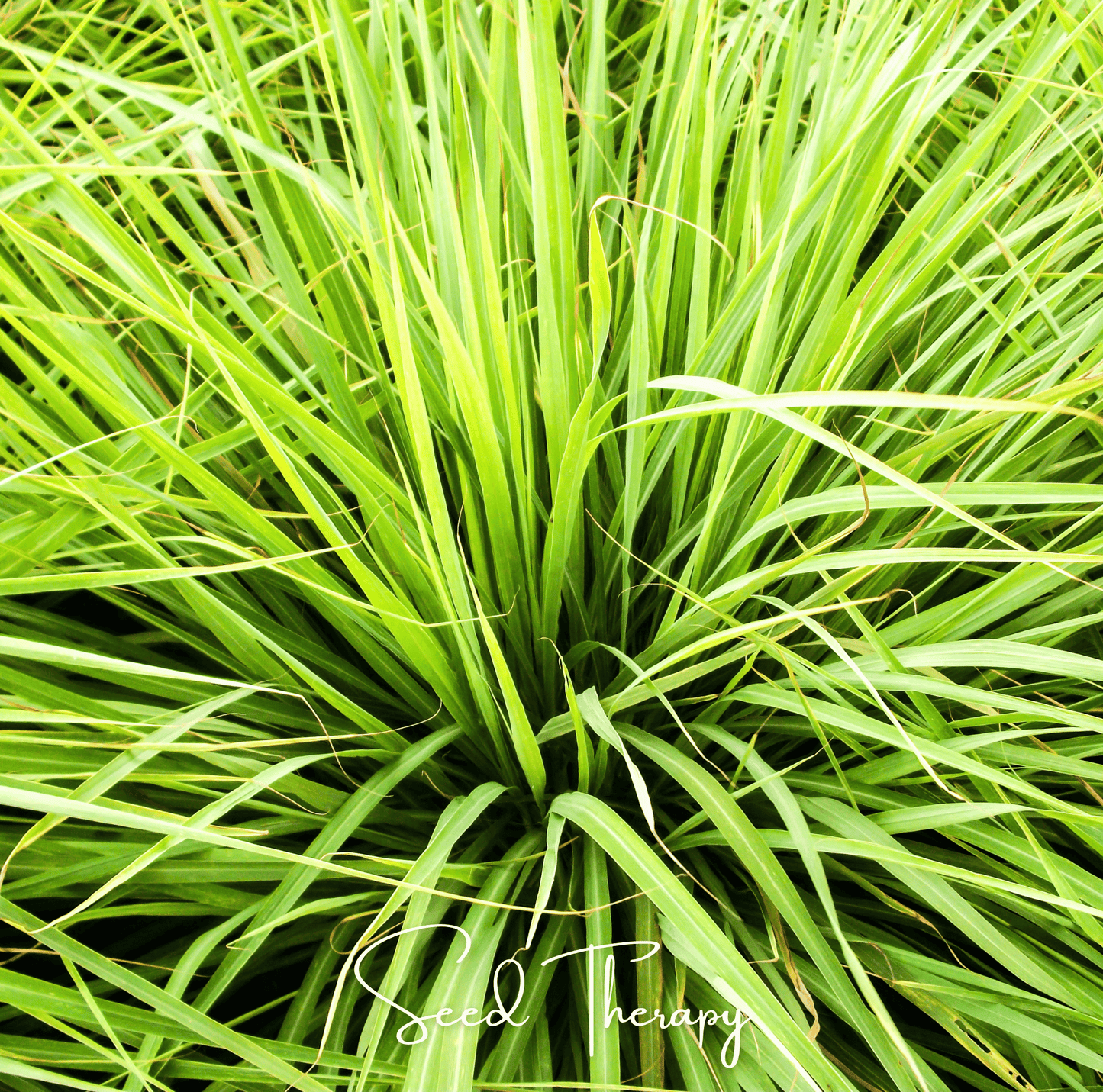 Lemon Grass ā 100 Seeds