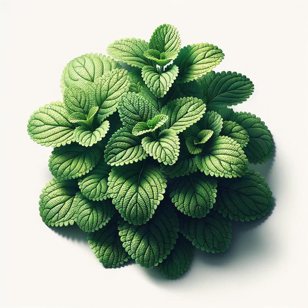 Lemon Balm (4x)