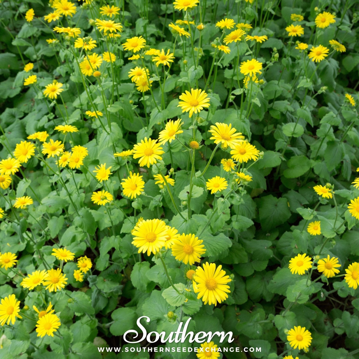 Leopard’s Bane – 50 Seeds