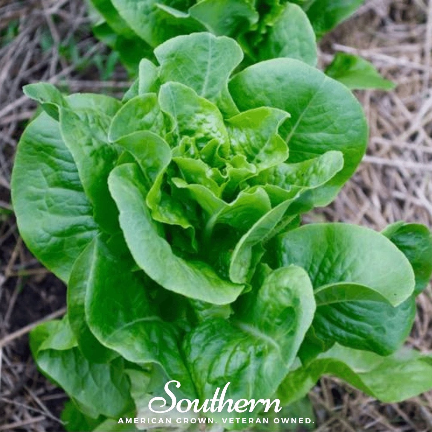 Bibb Summer Lettuce ā 500 Seeds