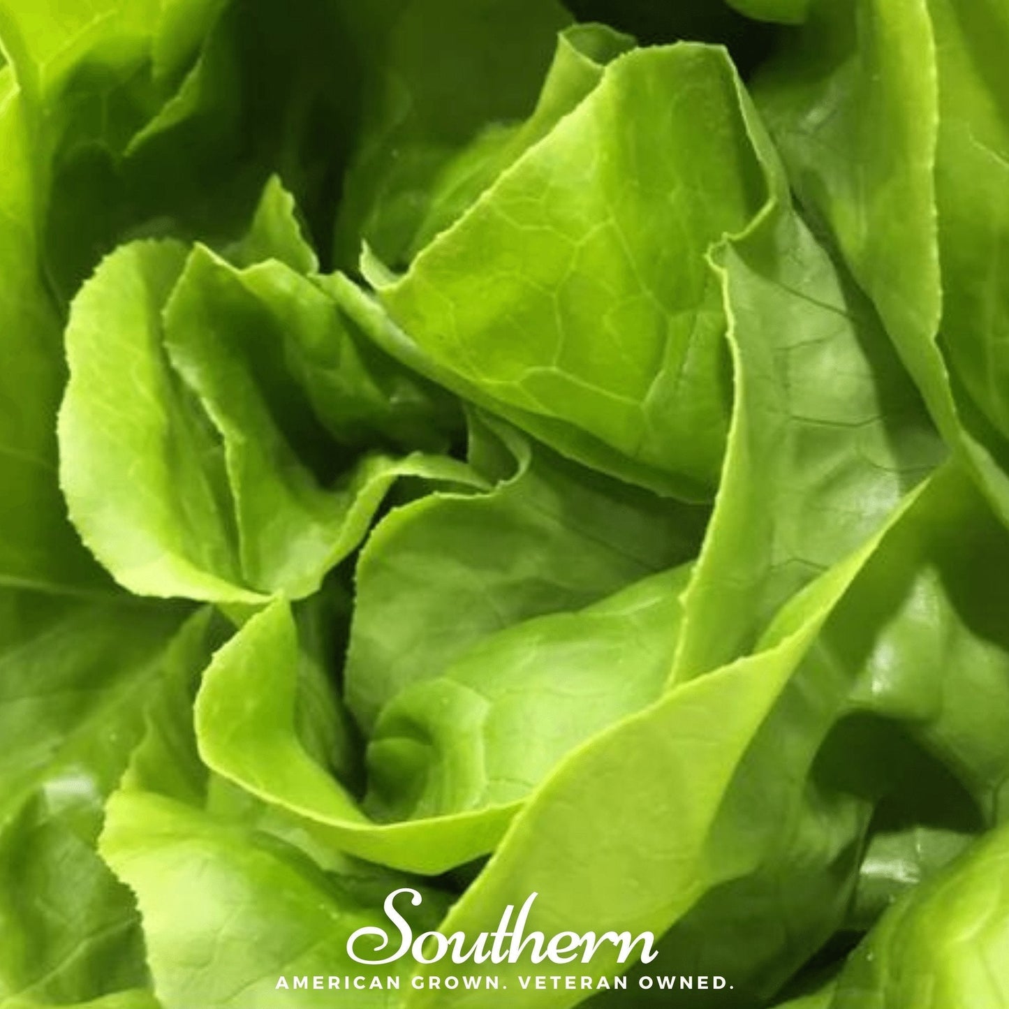 Bibb Summer Lettuce ā 500 Seeds