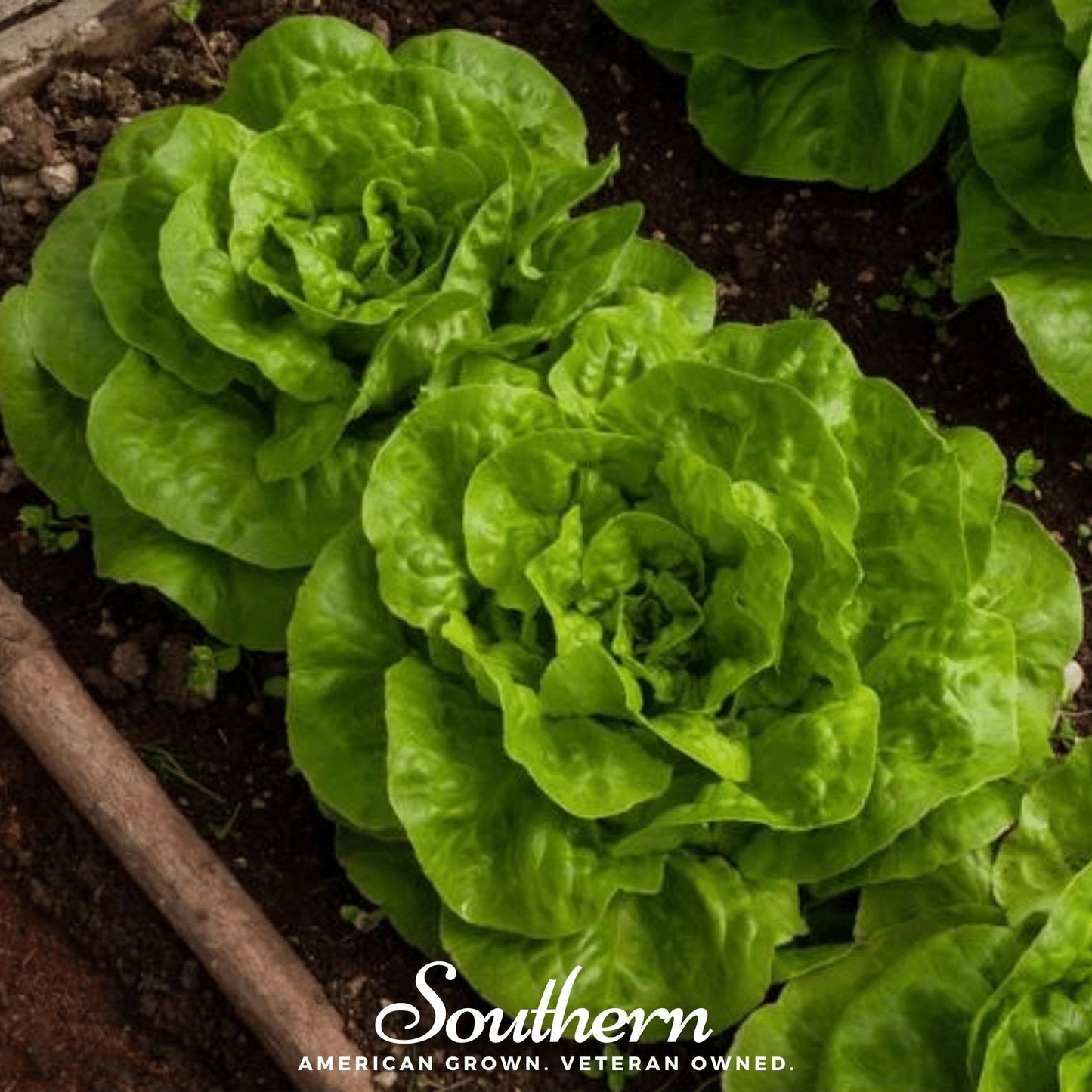 Bibb Summer Lettuce ā 500 Seeds