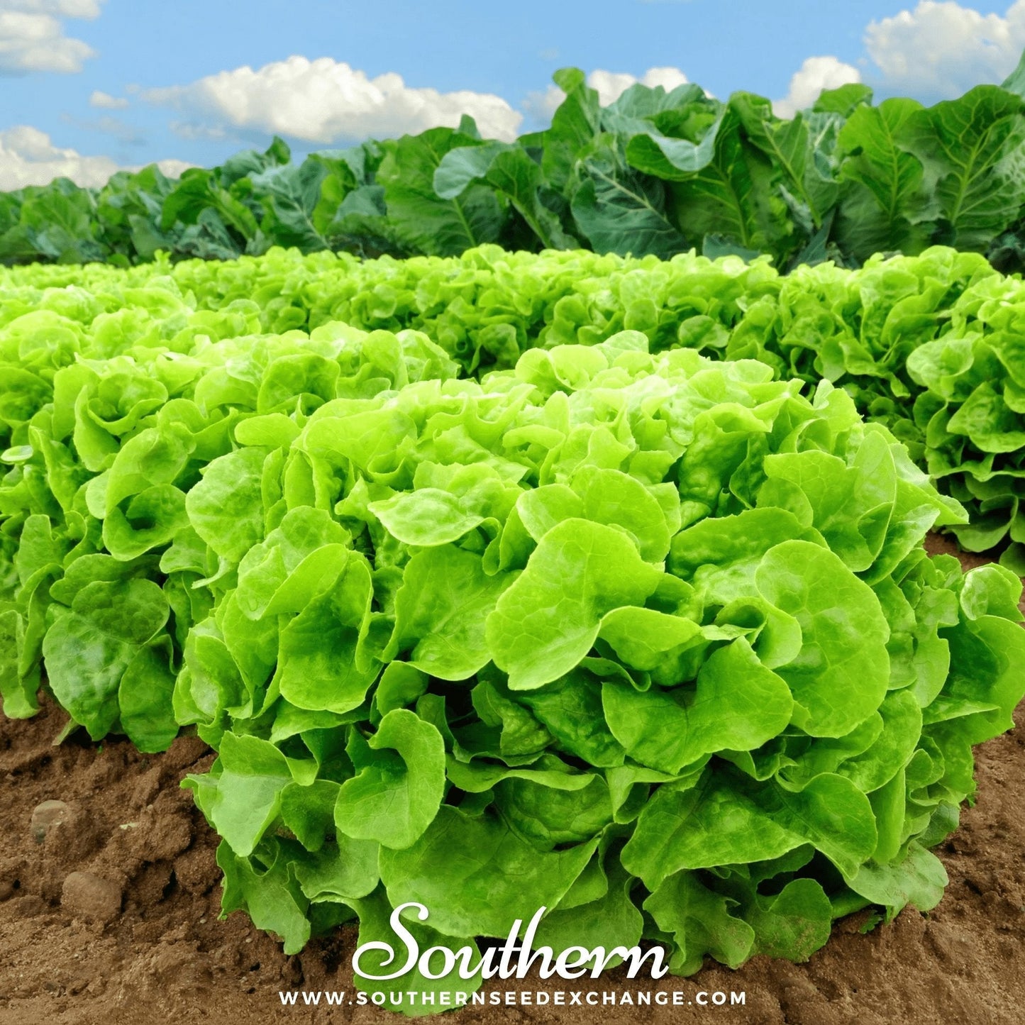Buttercrunch Lettuce ā 500 Seeds