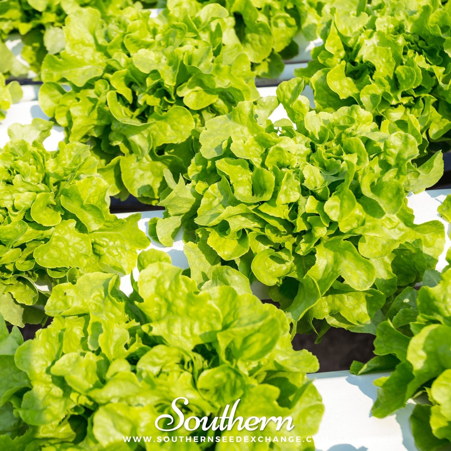 Buttercrunch Lettuce ā 500 Seeds