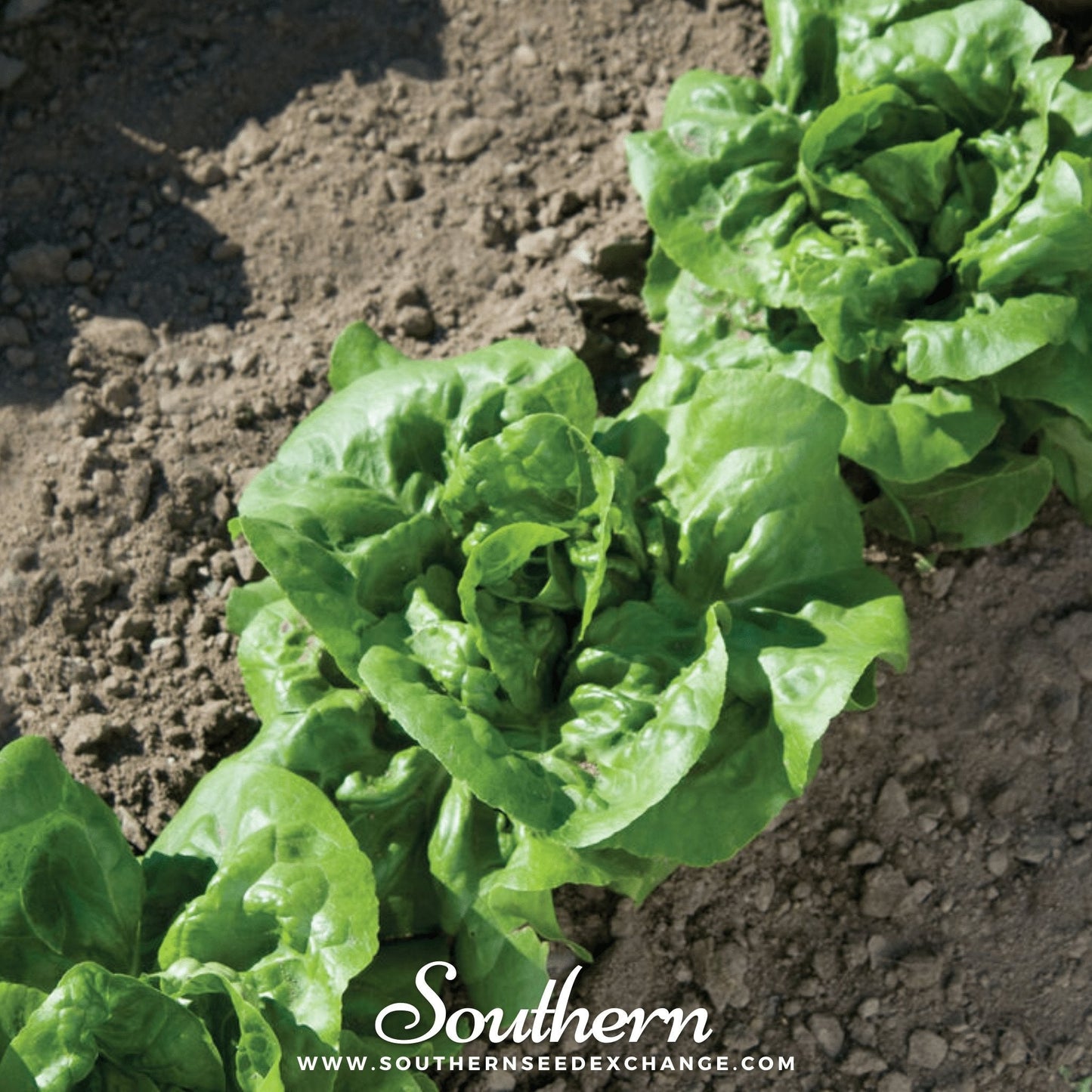 Buttercrunch Lettuce ā 500 Seeds