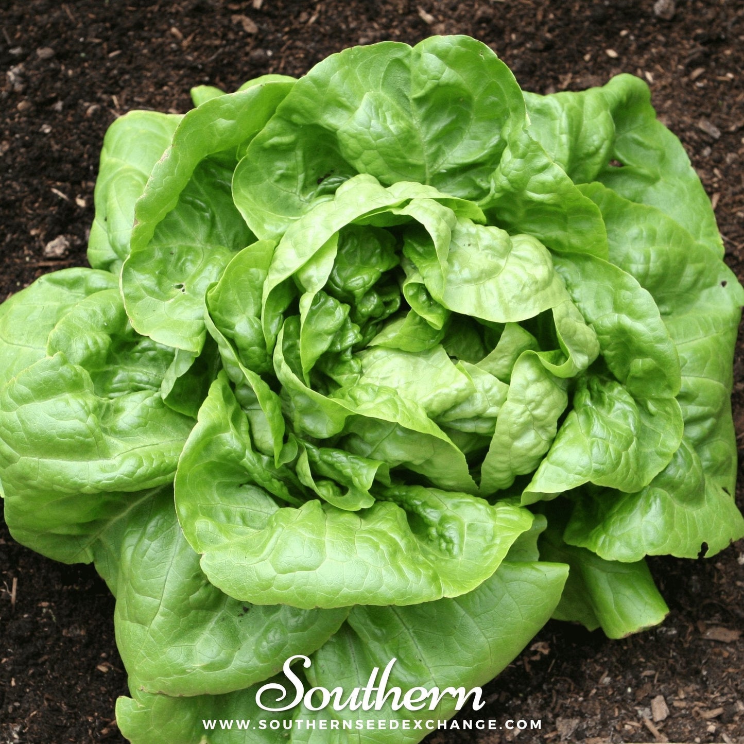Buttercrunch Lettuce ā 500 Seeds