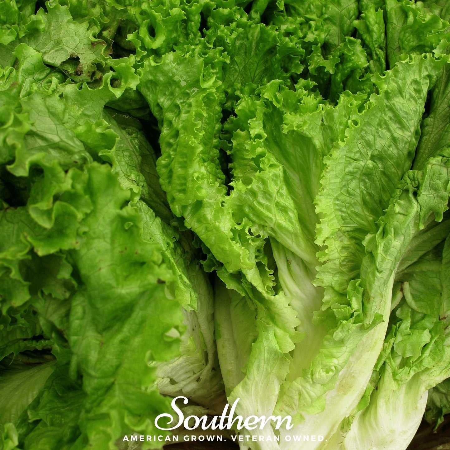 Green Ice Lettuce ā 500 Seeds
