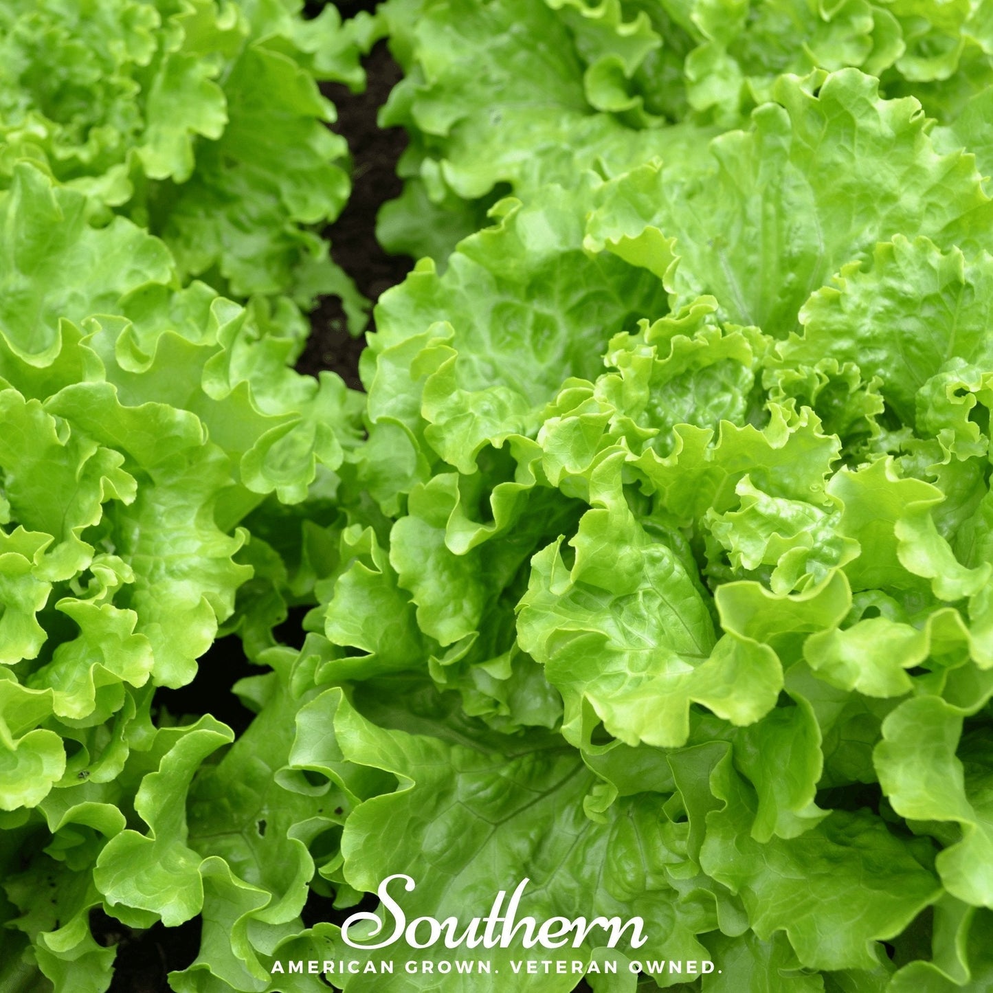 Green Ice Lettuce ā 500 Seeds
