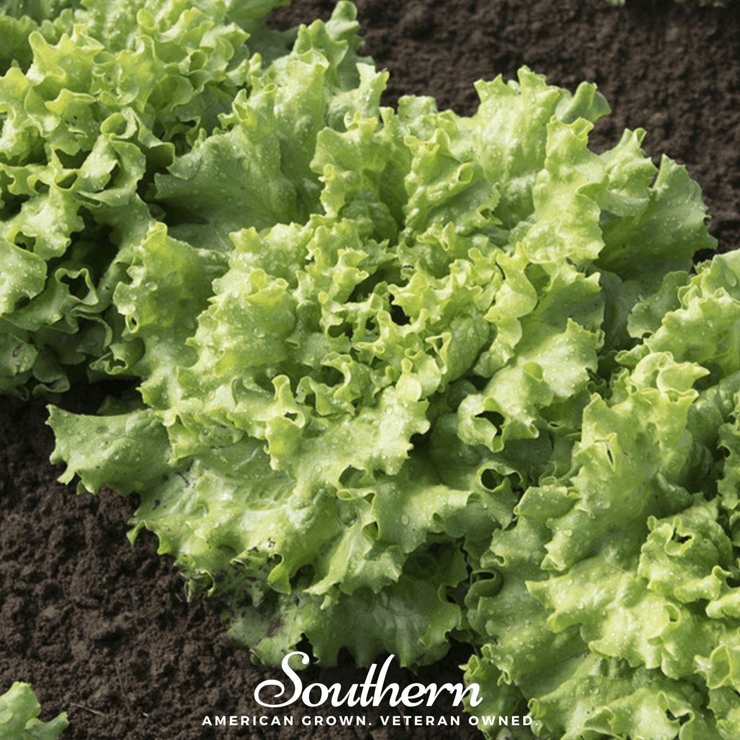 Green Ice Lettuce ā 500 Seeds