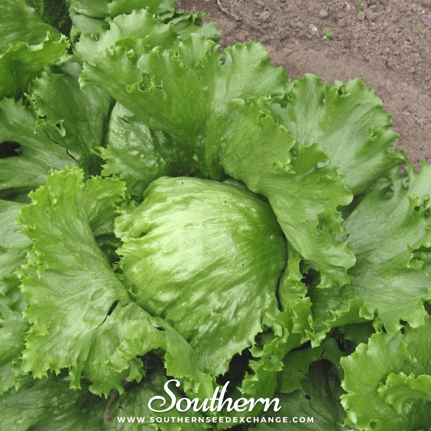 Iceberg Lettuce ā 500 Seeds