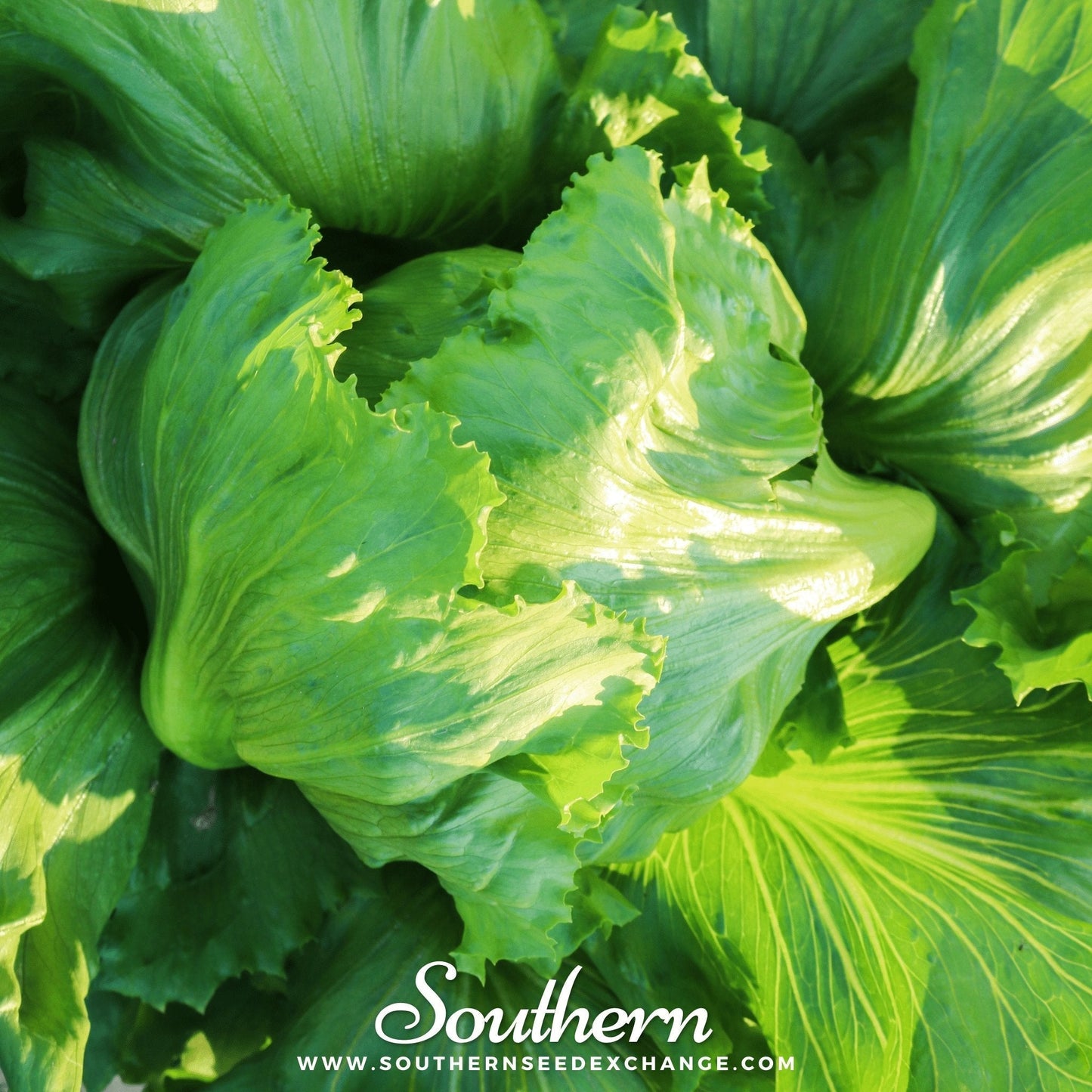 Iceberg Lettuce ā 500 Seeds