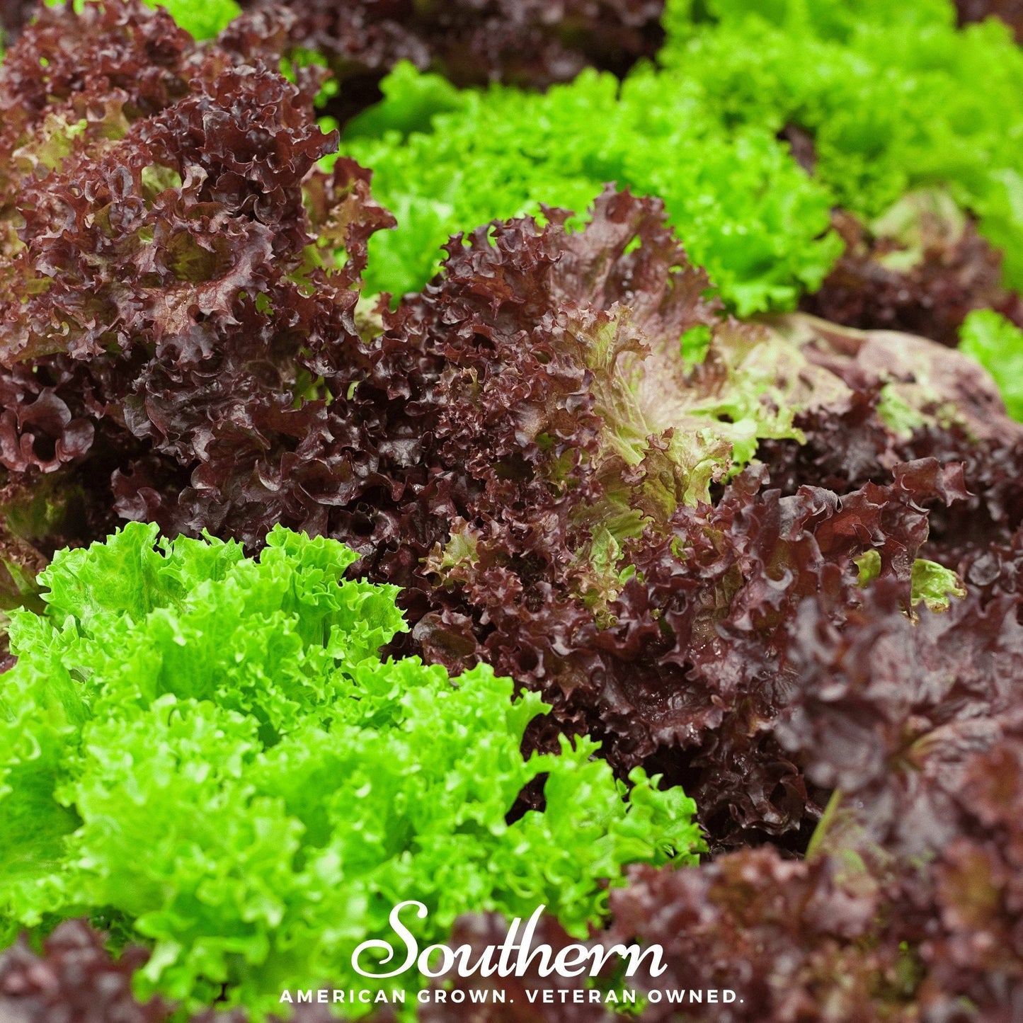 Mesclun Mix Lettuce ā 500 Seeds