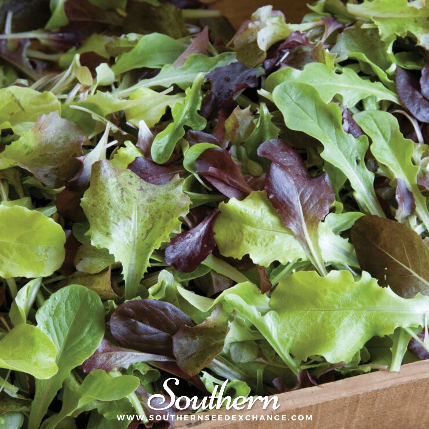 Gourmet Mix Lettuce ā 500 Seeds