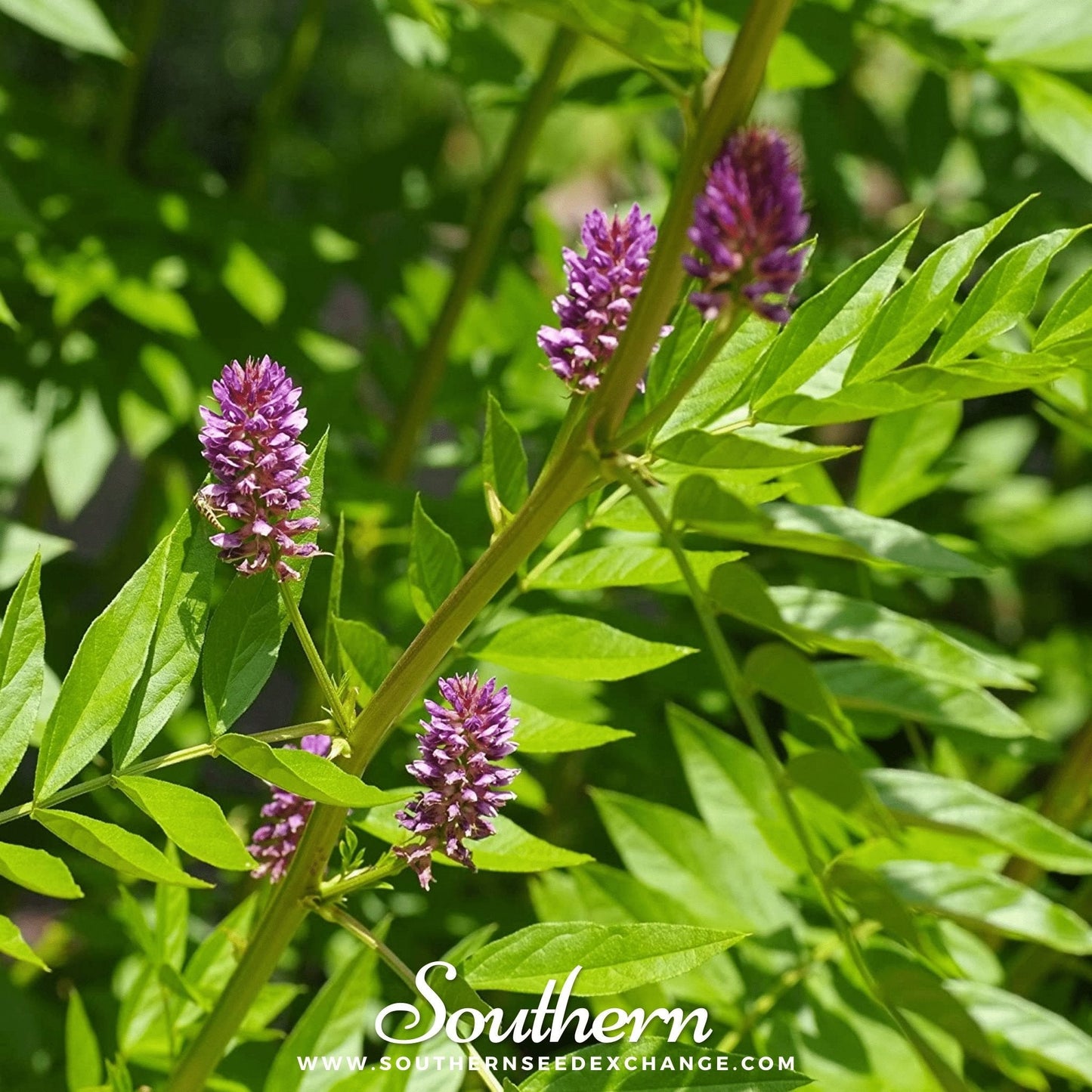 Licorice ā 20 Seeds