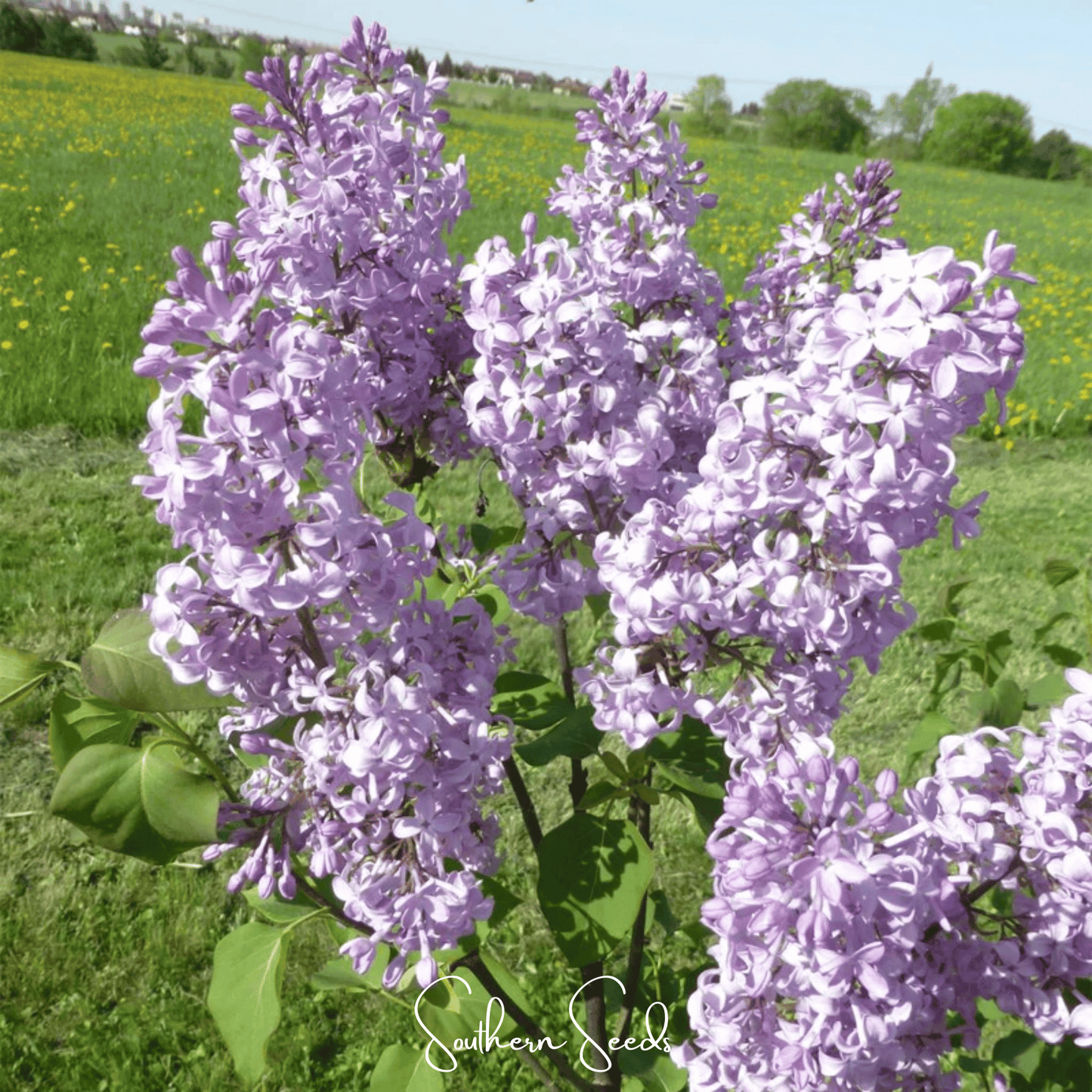 Early Blooming Lilac ā 30 Seeds