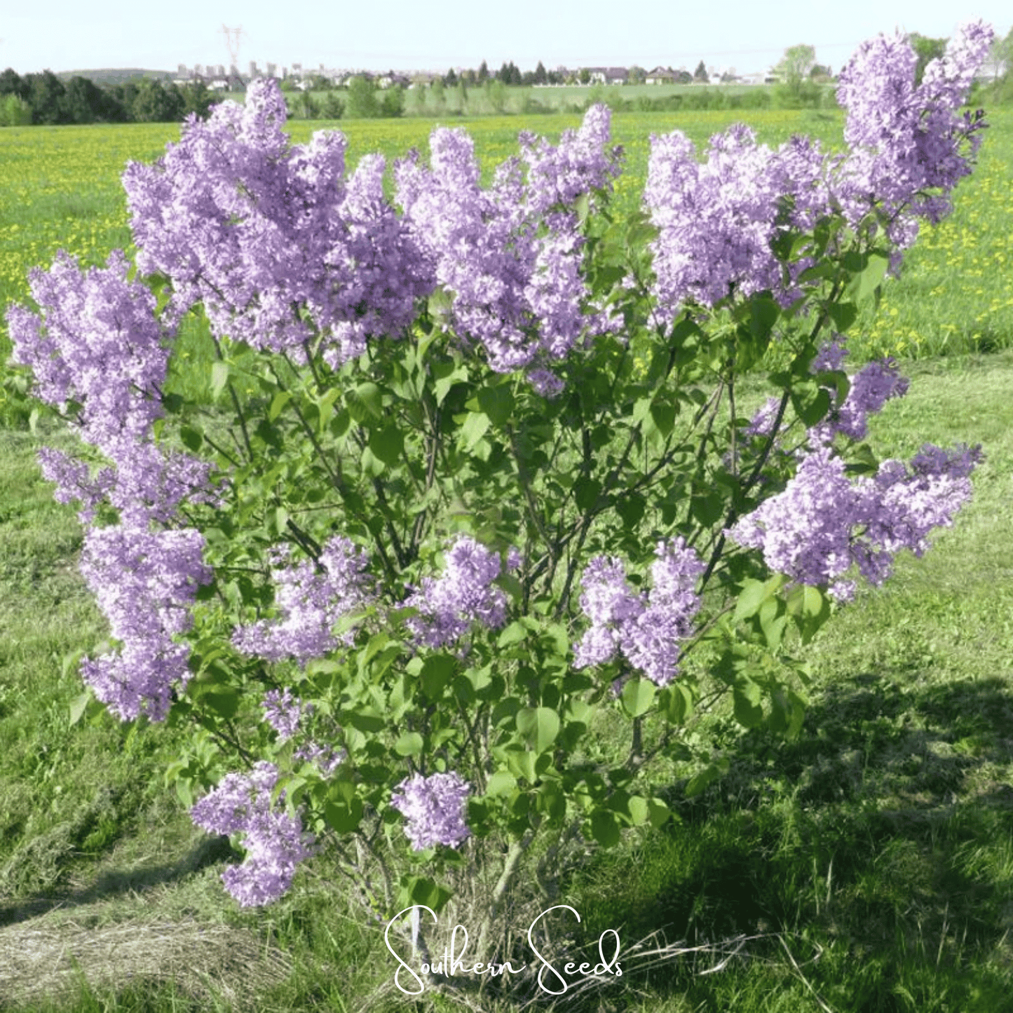 Early Blooming Lilac ā 30 Seeds