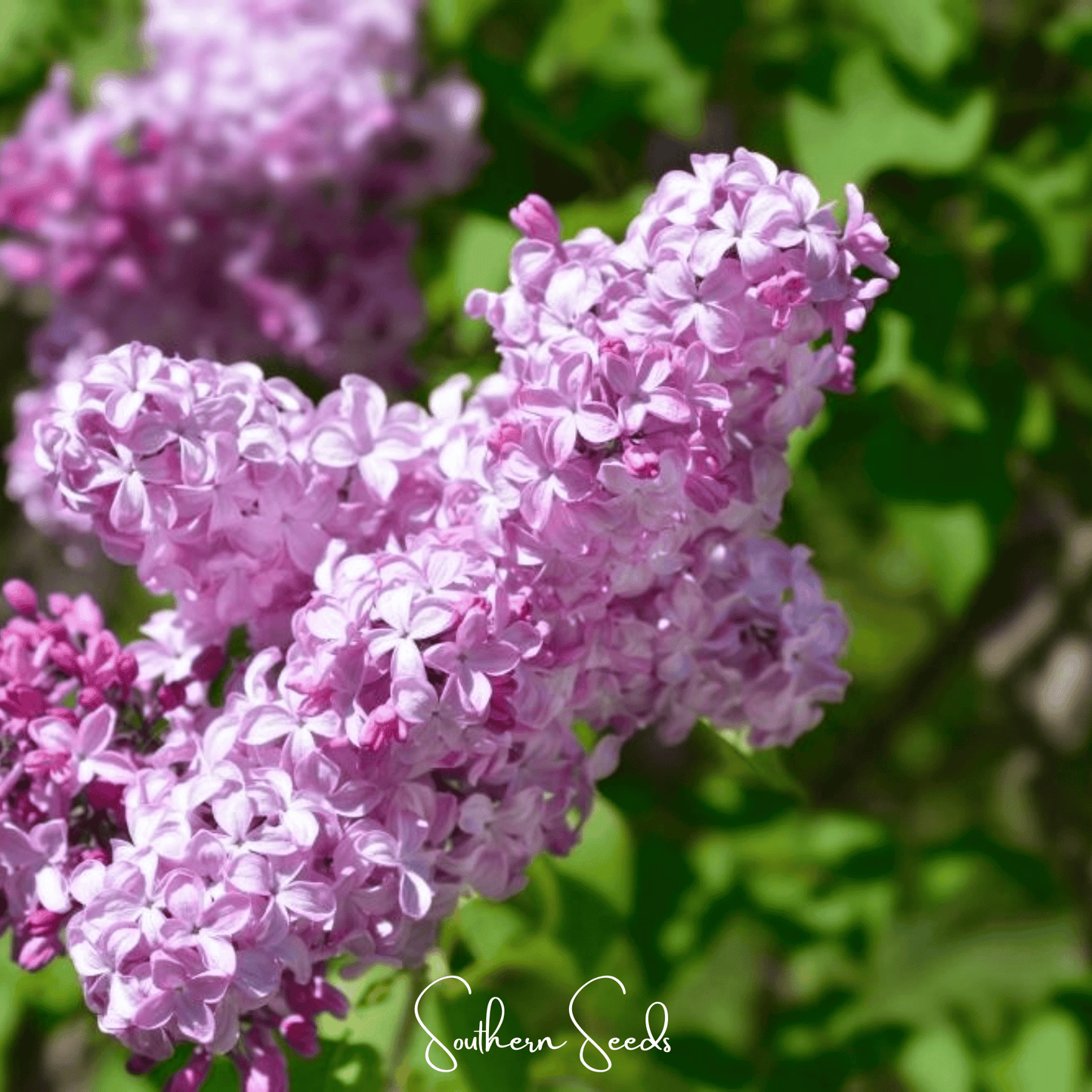 Early Blooming Lilac ā 30 Seeds