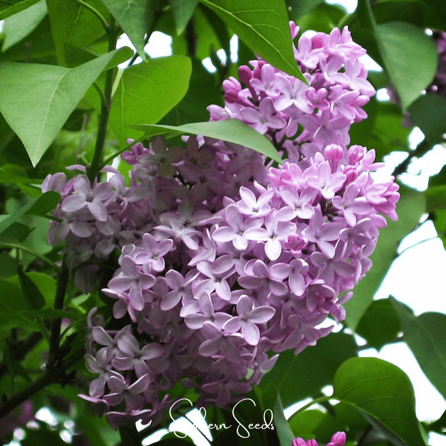 Early Blooming Lilac ā 30 Seeds