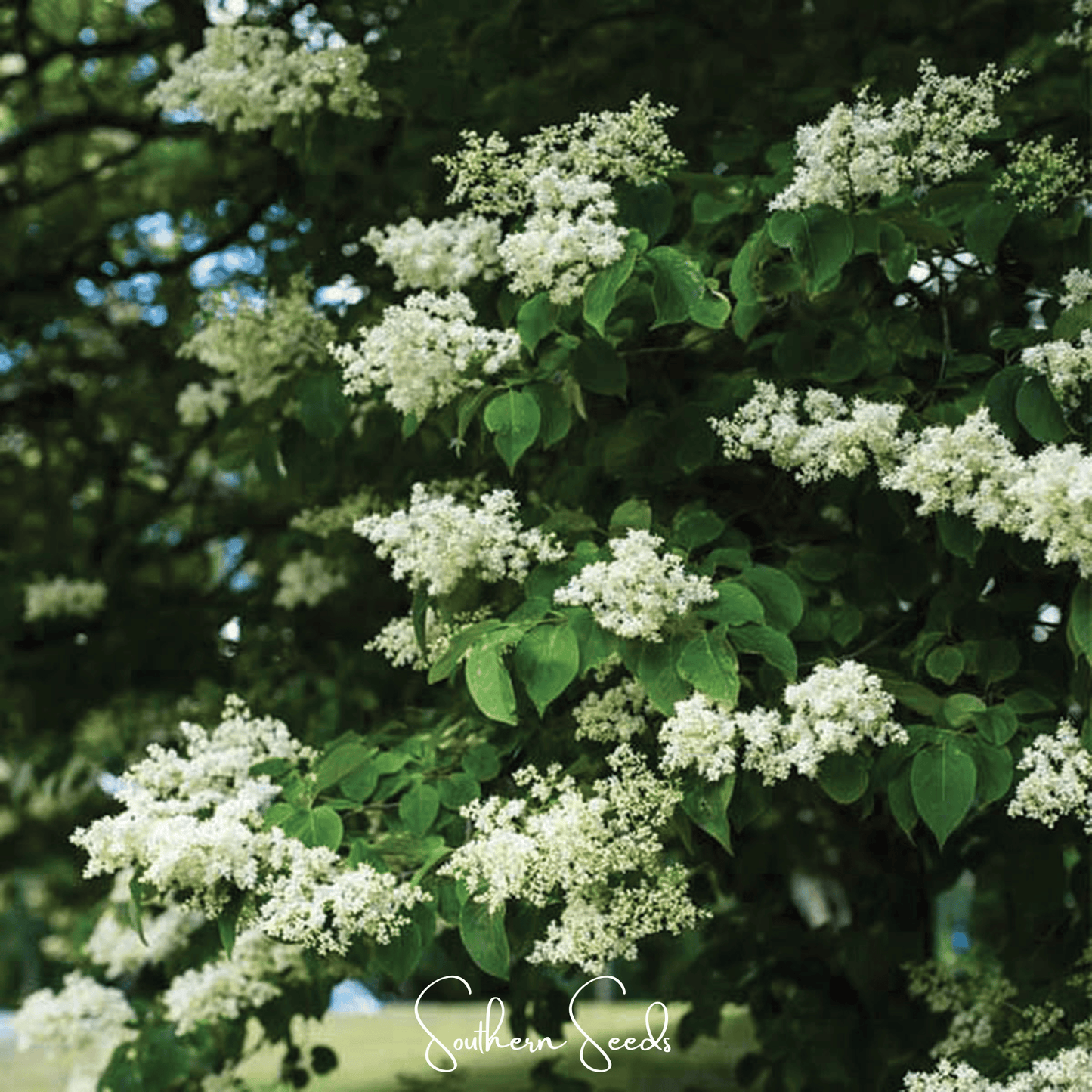 Japanese Tree Lilac ā 30 Seeds