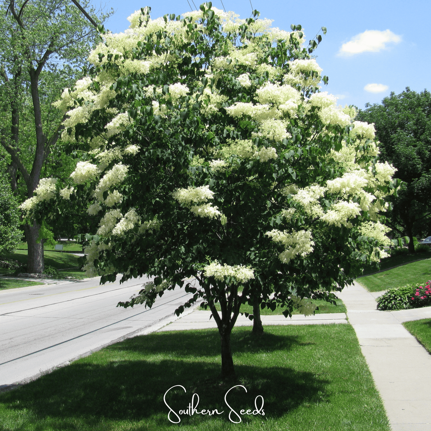 Japanese Tree Lilac ā 30 Seeds