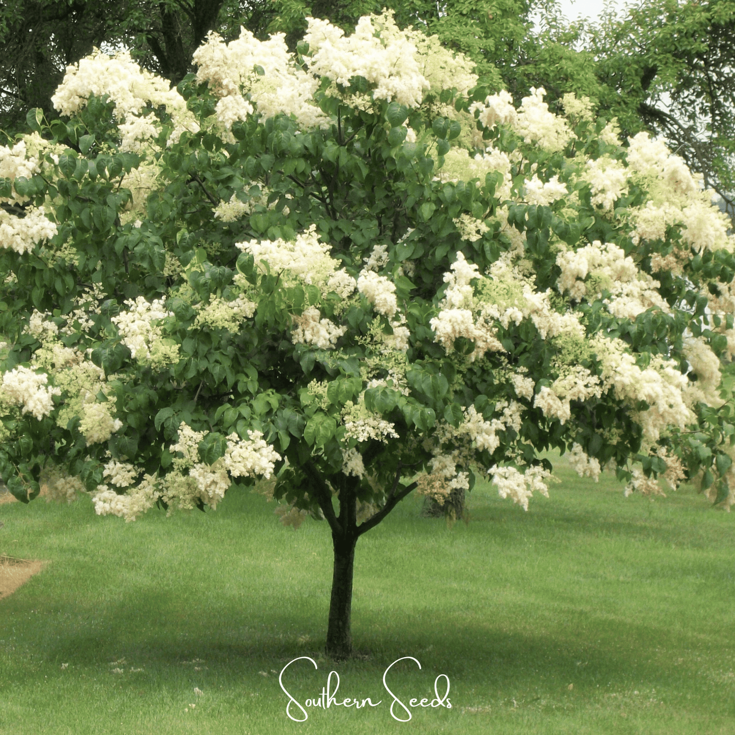 Japanese Tree Lilac ā 30 Seeds