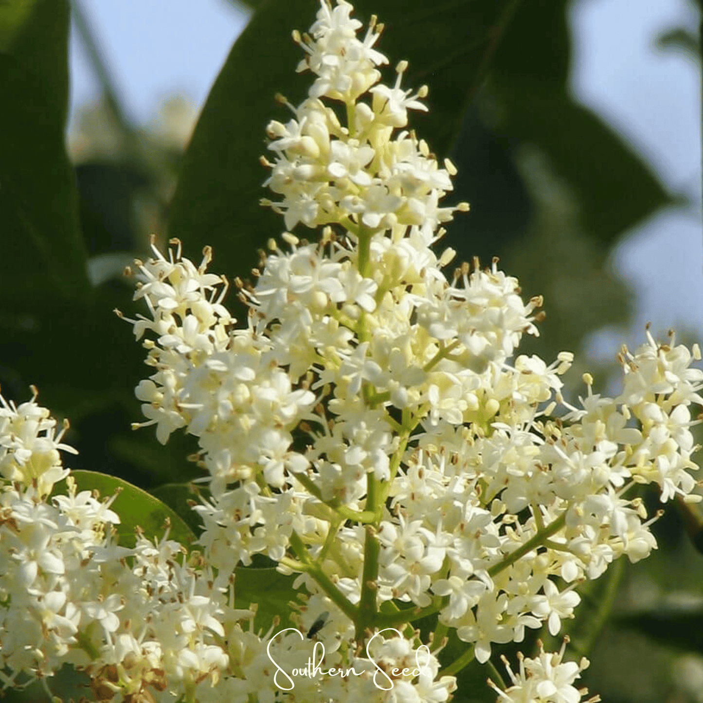 Japanese Tree Lilac ā 30 Seeds