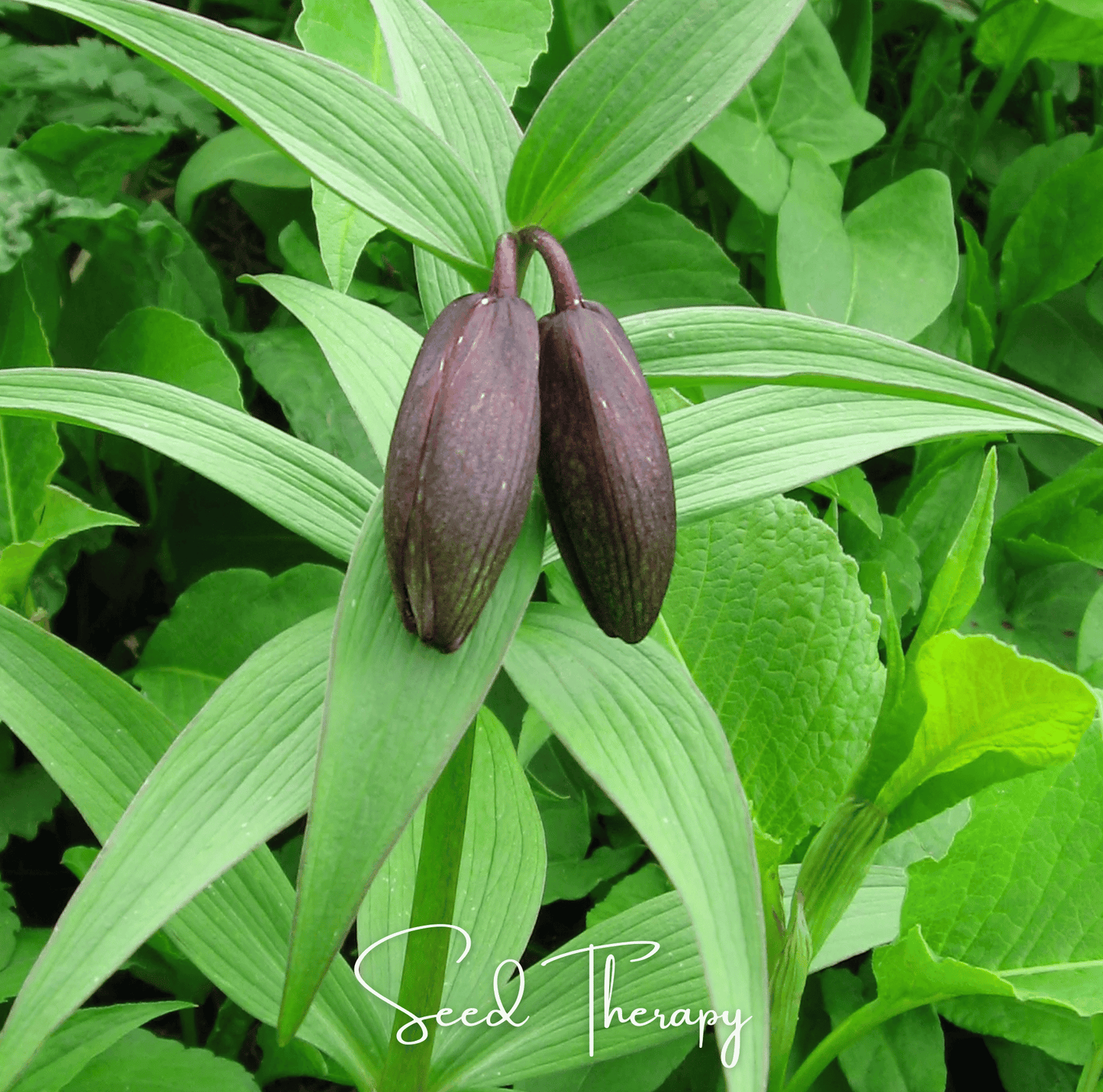 Chocolate Lily ā 10 Seeds