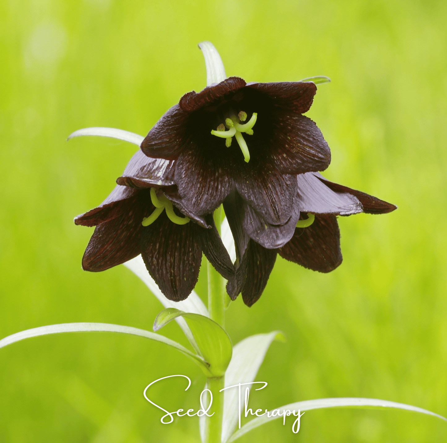 Chocolate Lily ā 10 Seeds