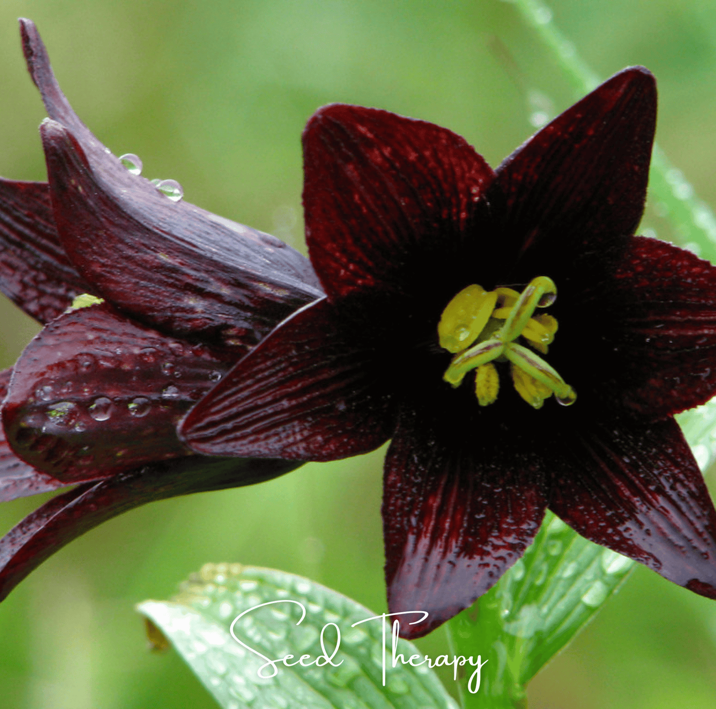 Chocolate Lily ā 10 Seeds