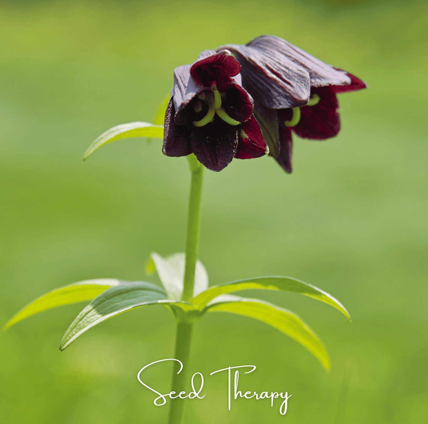 Chocolate Lily ā 10 Seeds