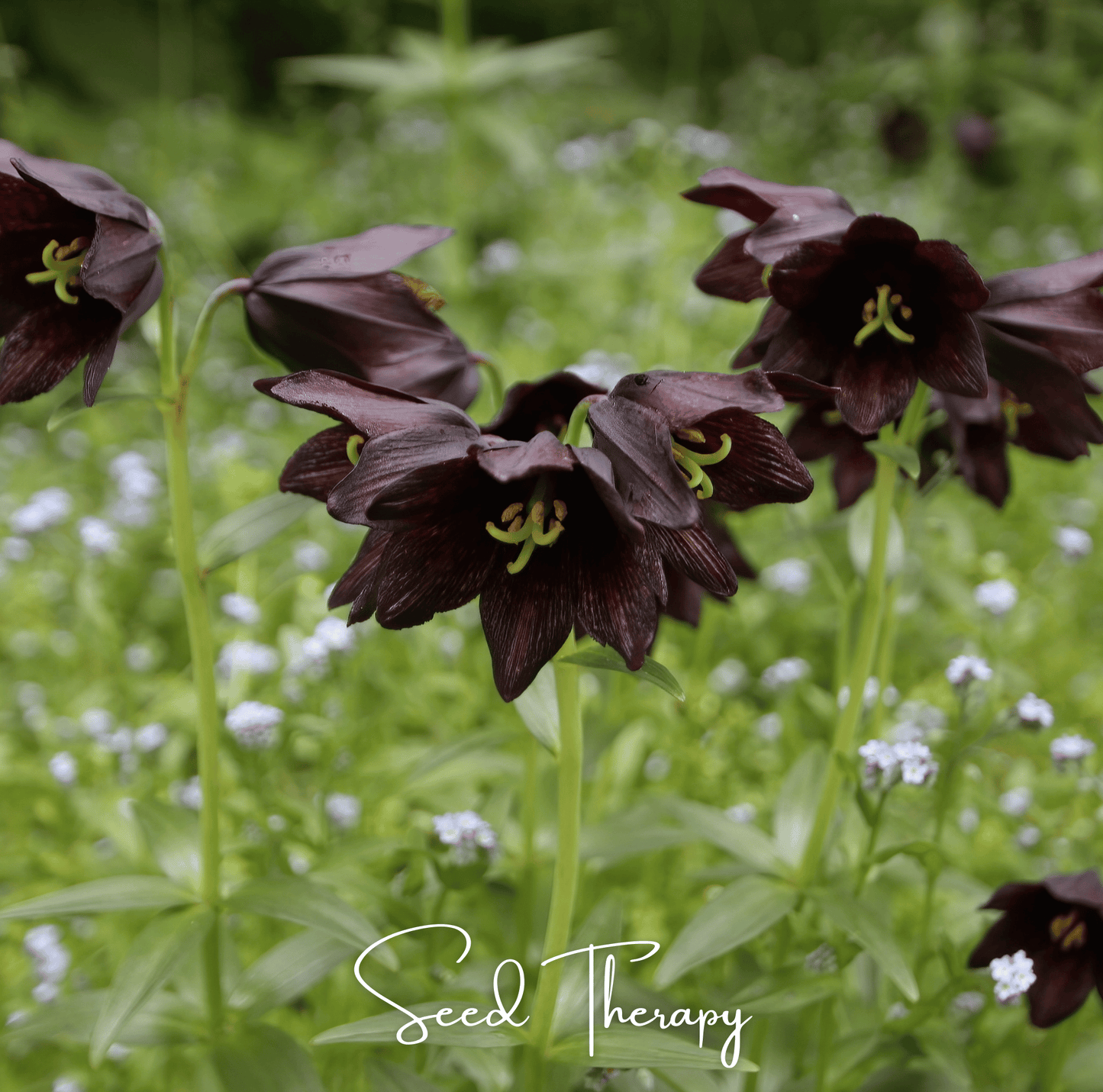 Chocolate Lily ā 10 Seeds