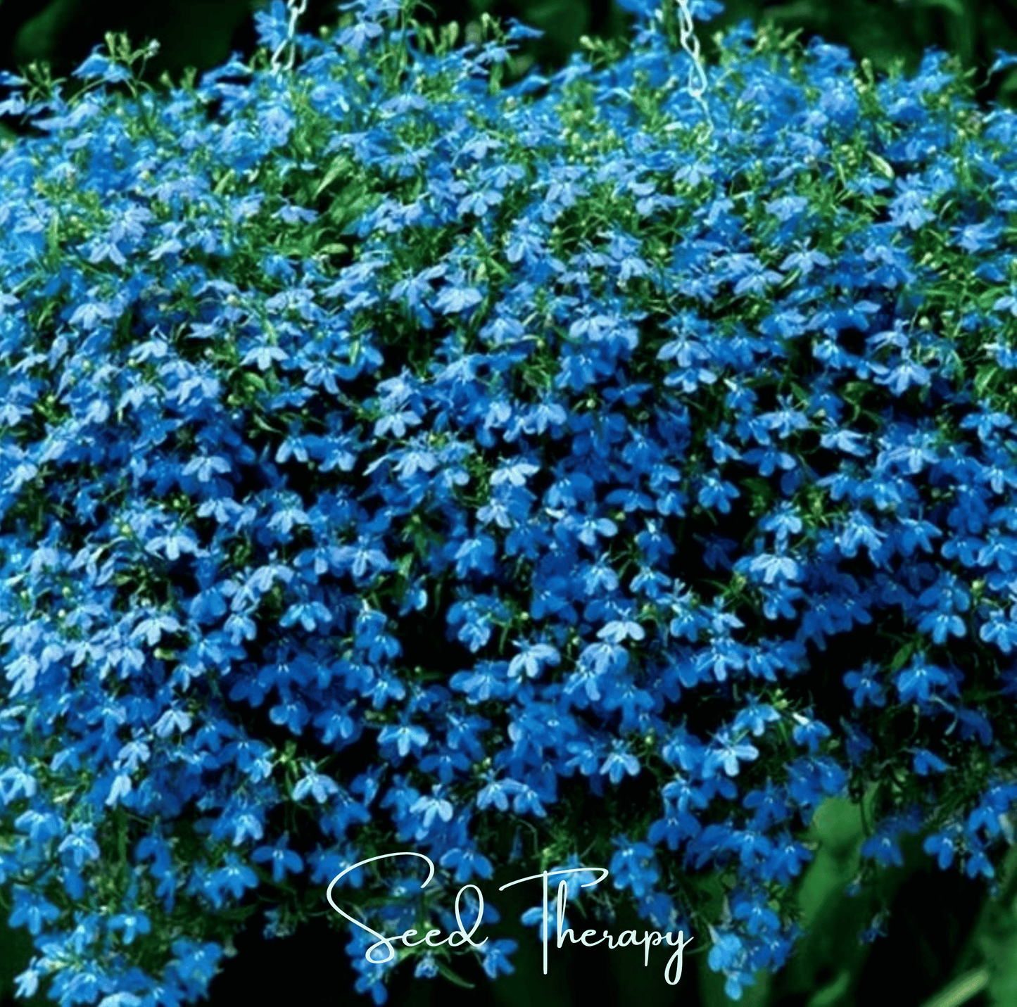Blue Carpet Lobelia ā 100 Seeds