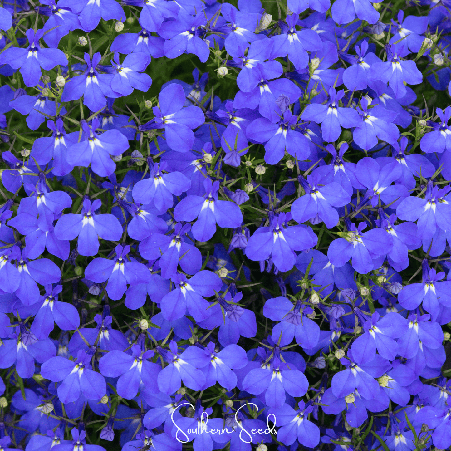 Blue Carpet Lobelia ā 100 Seeds