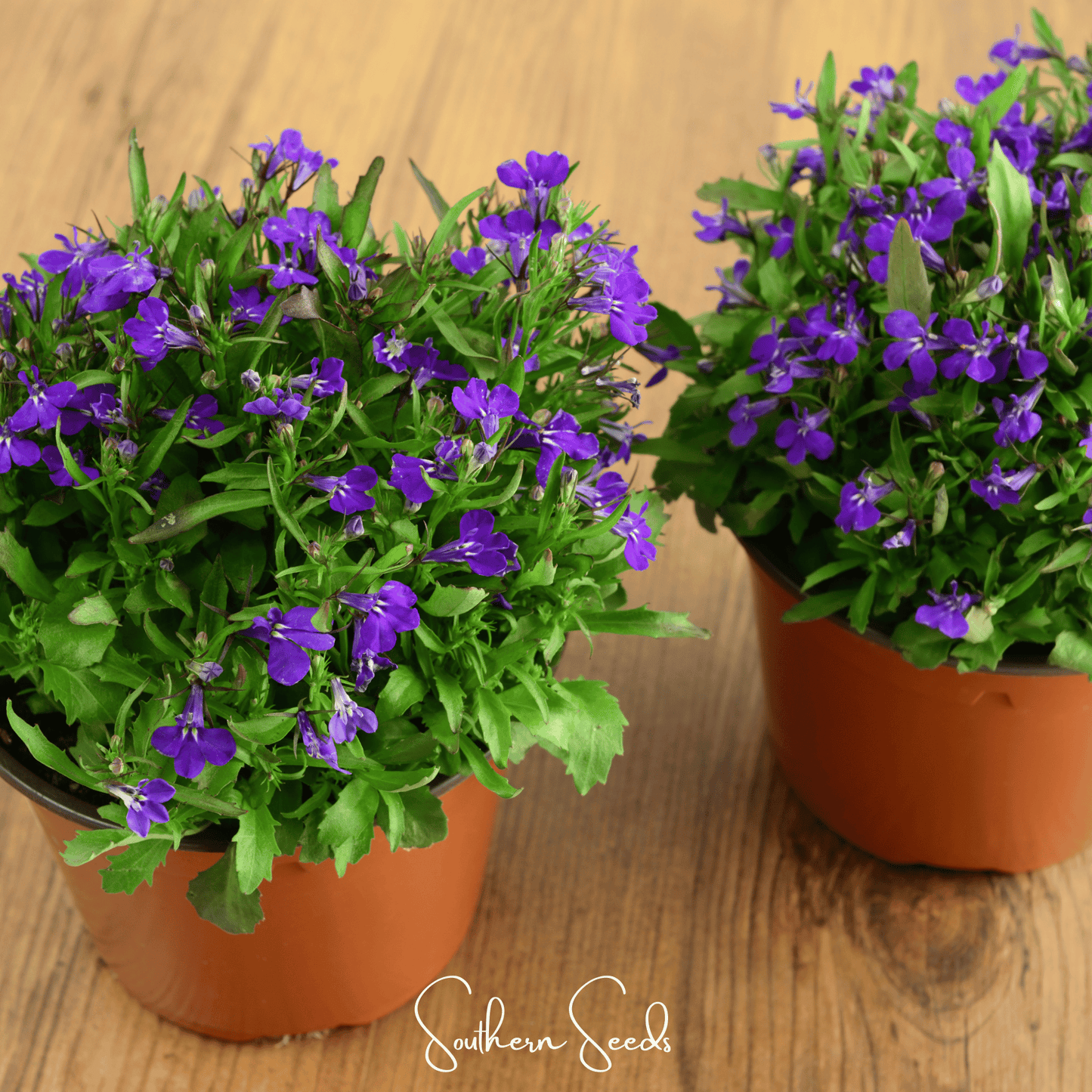 Blue Carpet Lobelia ā 100 Seeds