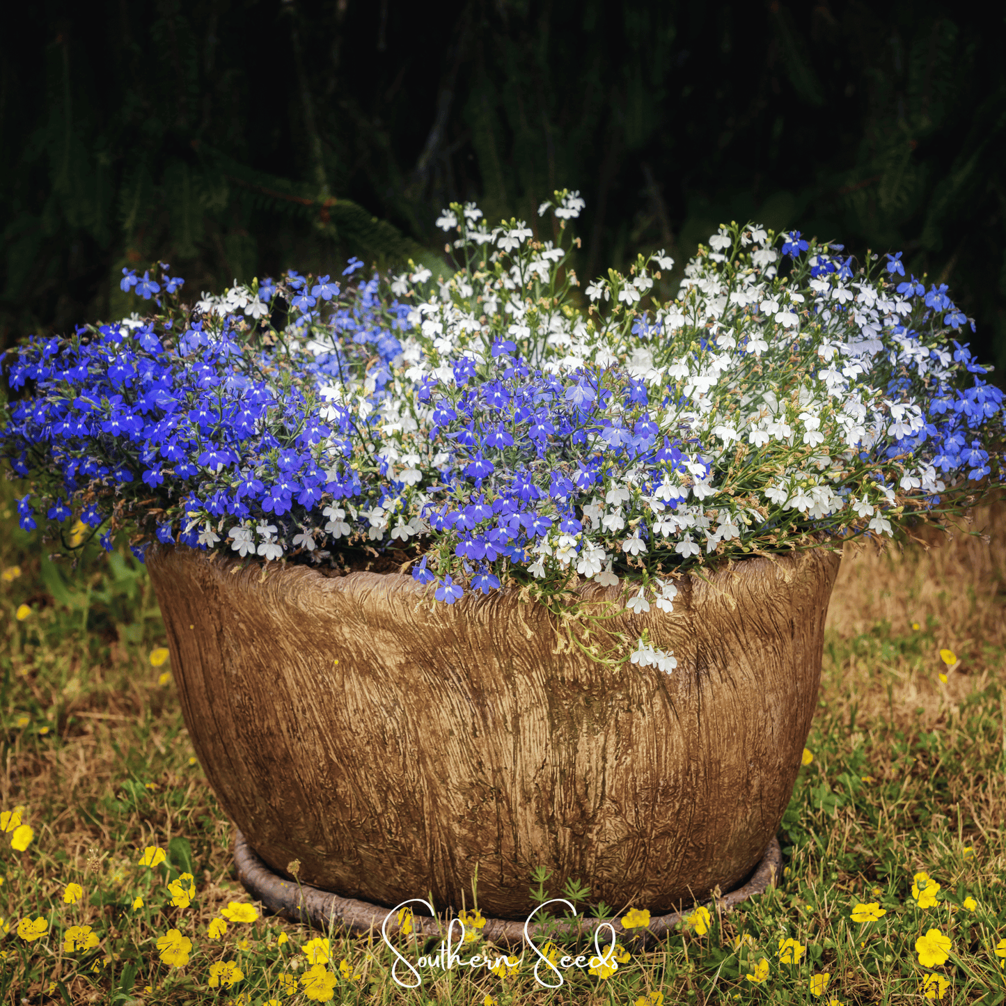 Blue Carpet Lobelia ā 100 Seeds