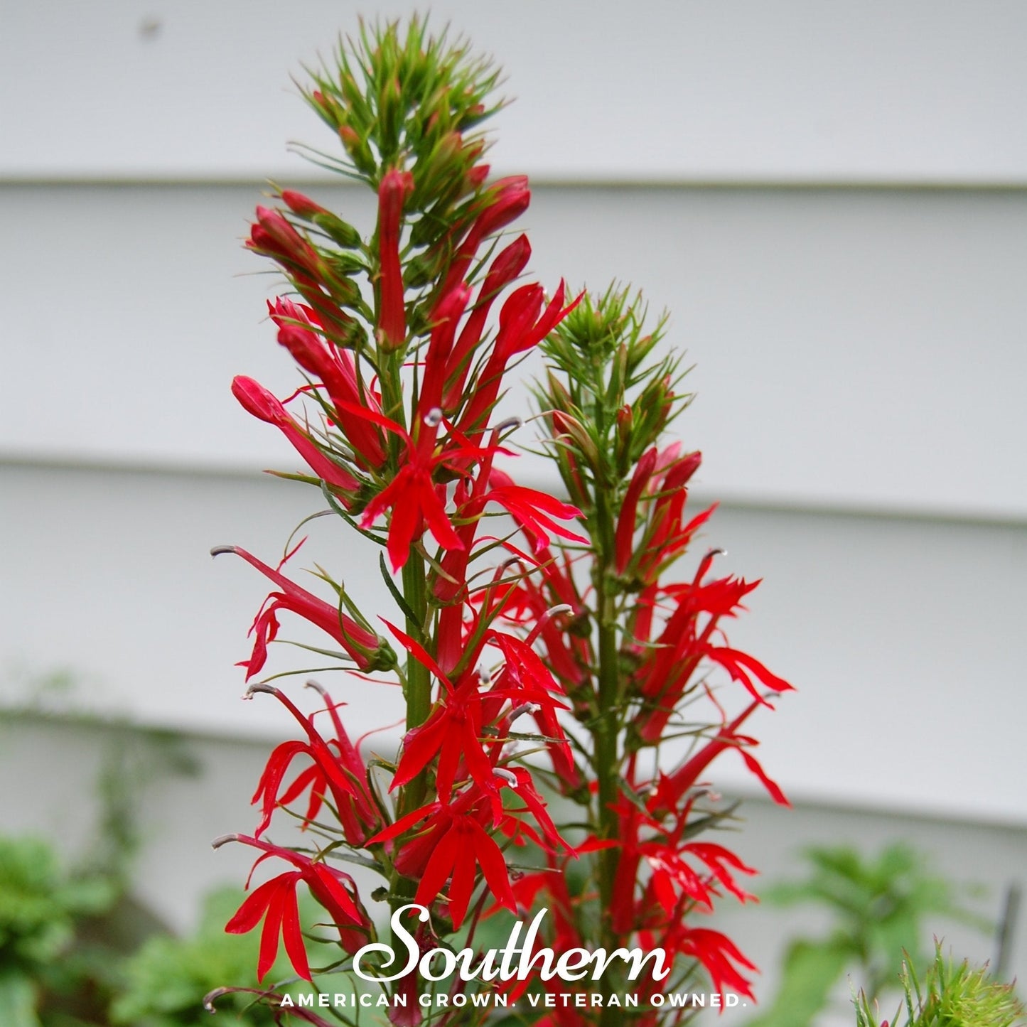 Cardinal Flower Lobelia ā 250 Seeds