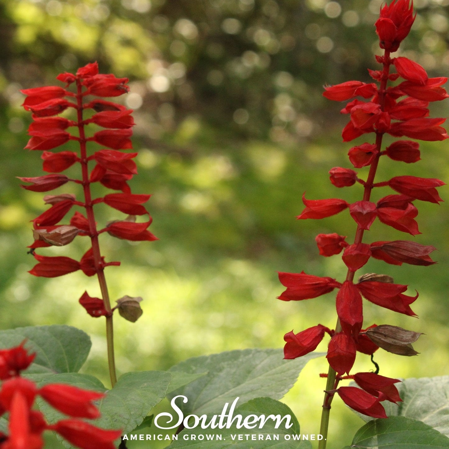 Cardinal Flower Lobelia ā 250 Seeds