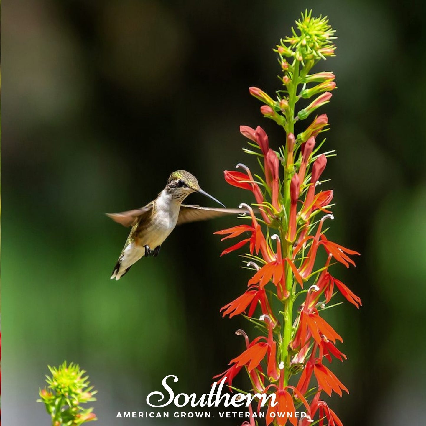 Cardinal Flower Lobelia ā 250 Seeds
