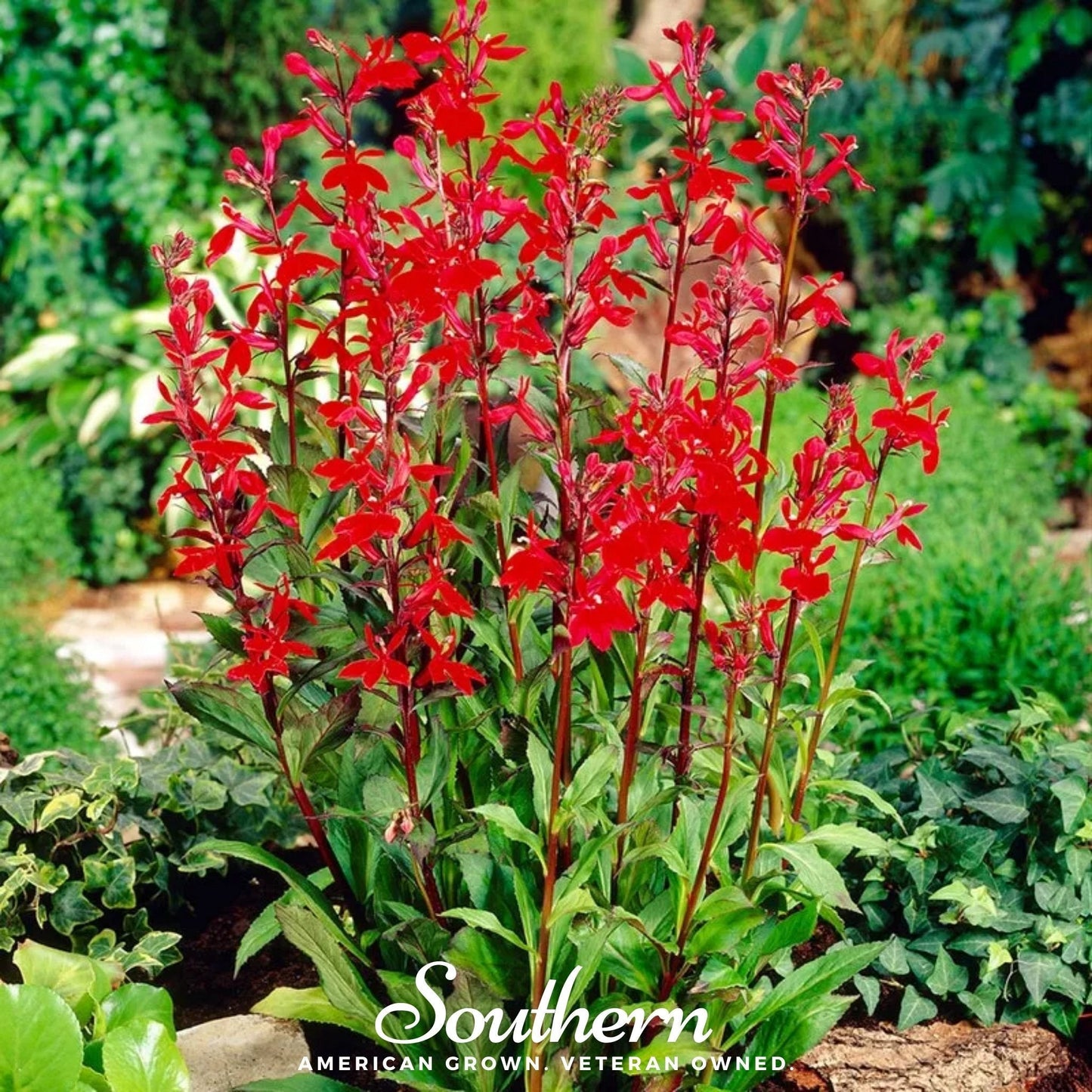 Cardinal Flower Lobelia ā 250 Seeds