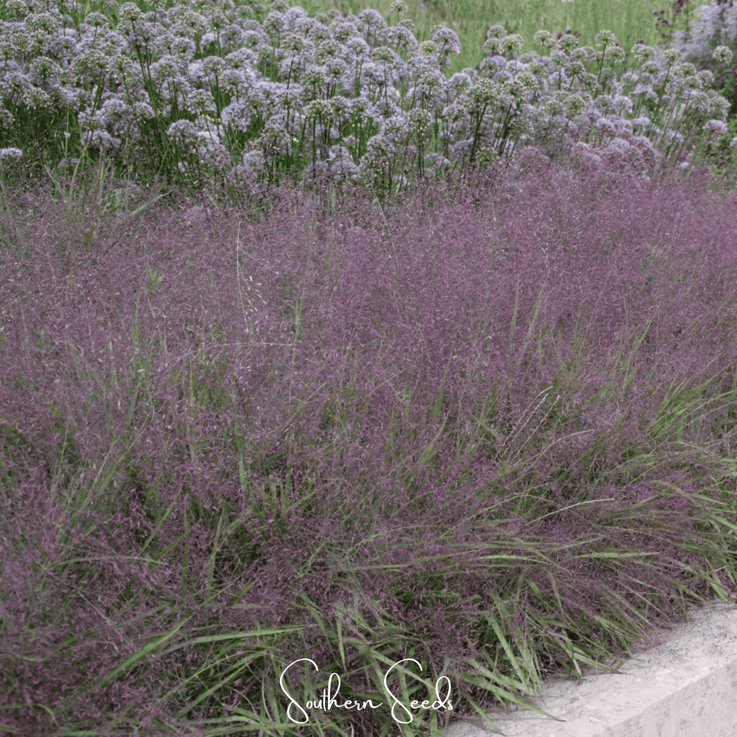 Purple Love Grass ā 50 Seeds