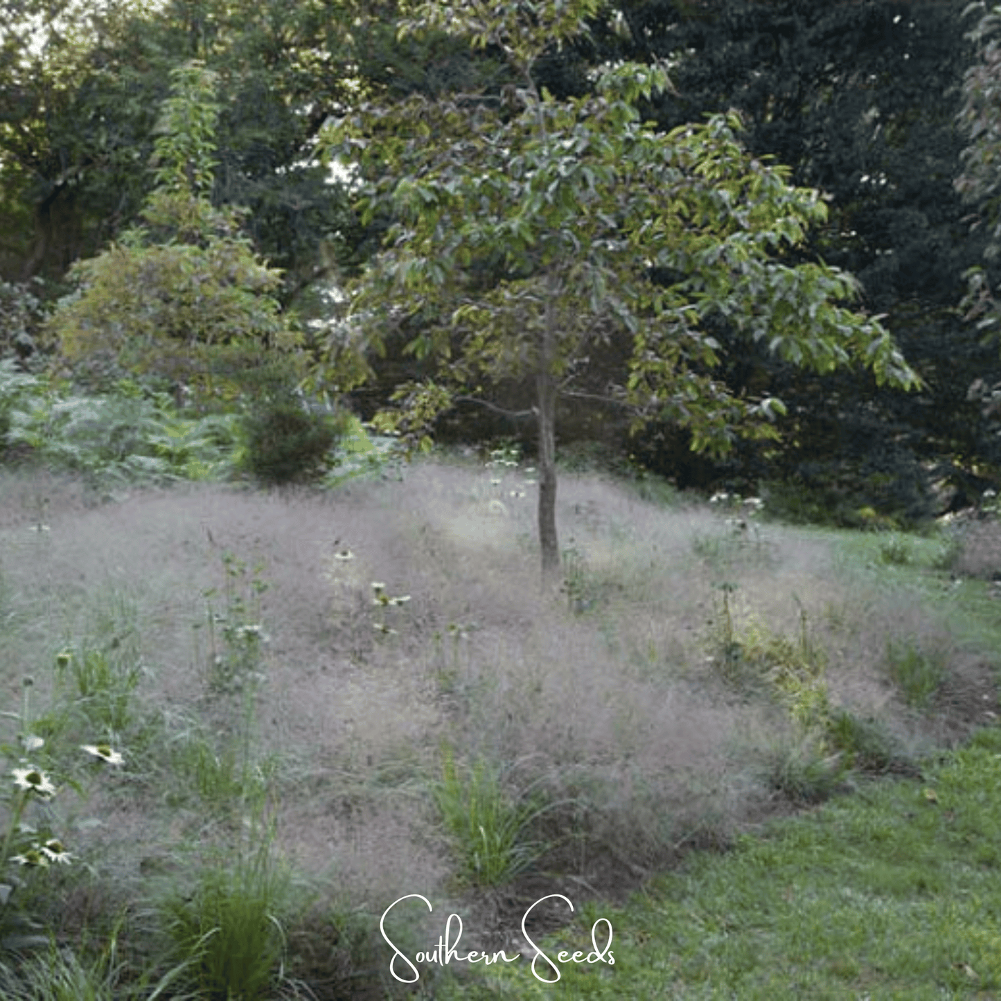 Purple Love Grass ā 50 Seeds