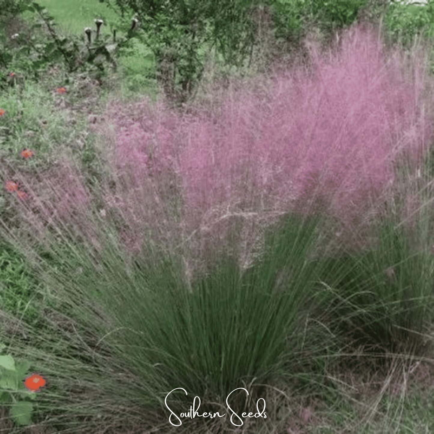 Purple Love Grass ā 50 Seeds