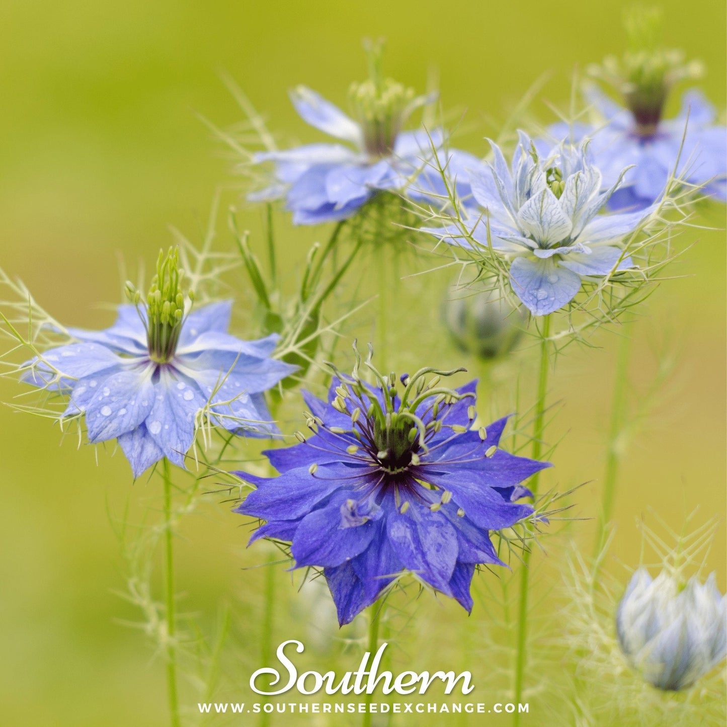 Jewels Mix Love in a Mist ā 100 Mixed Seeds