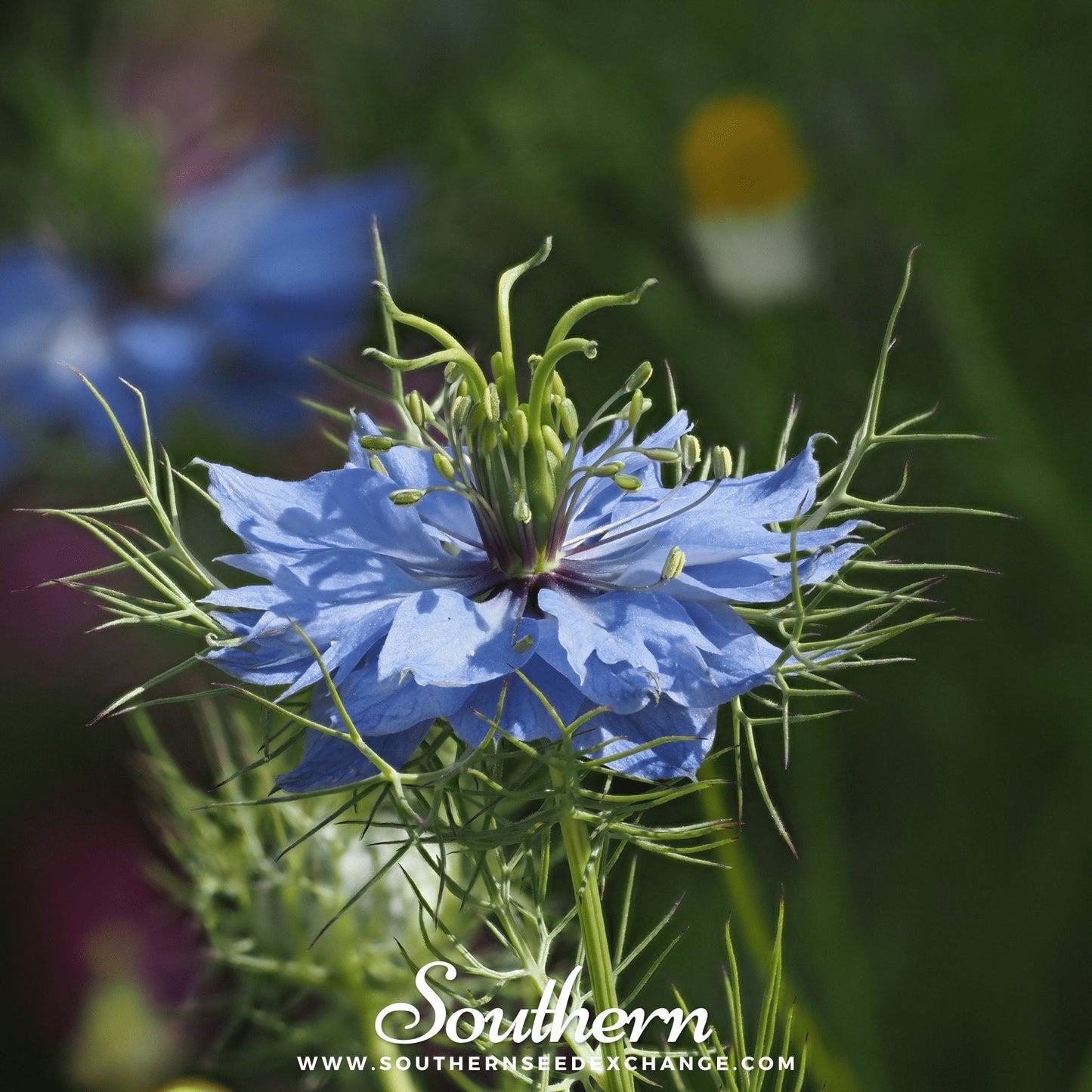 Jewels Mix Love in a Mist ā 100 Mixed Seeds