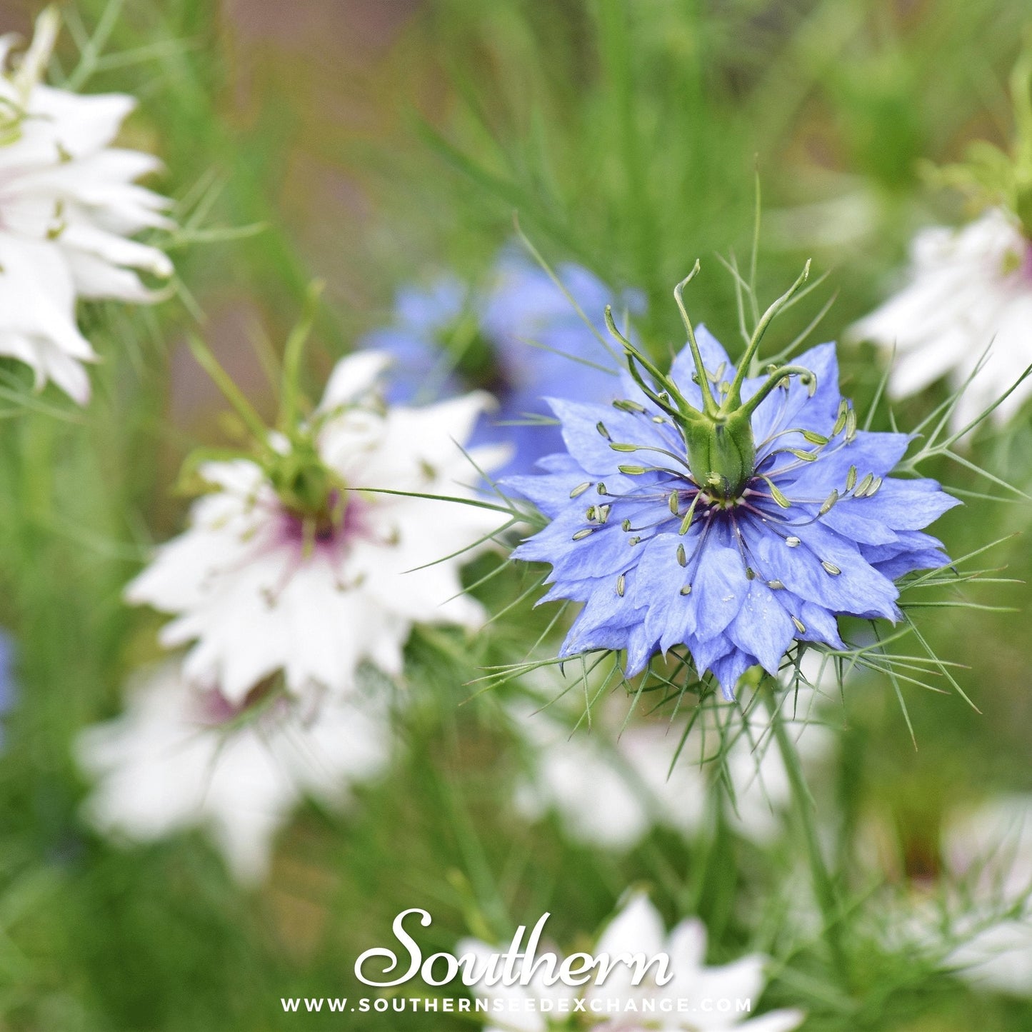 Jewels Mix Love in a Mist ā 100 Mixed Seeds