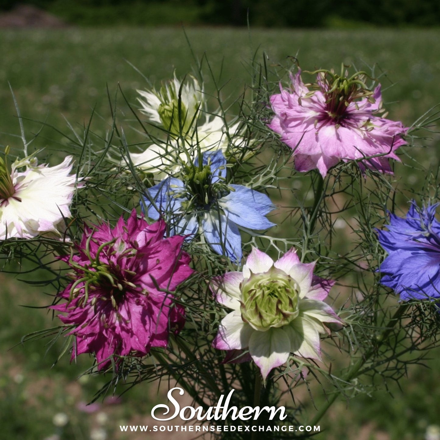 Jewels Mix Love in a Mist ā 100 Mixed Seeds